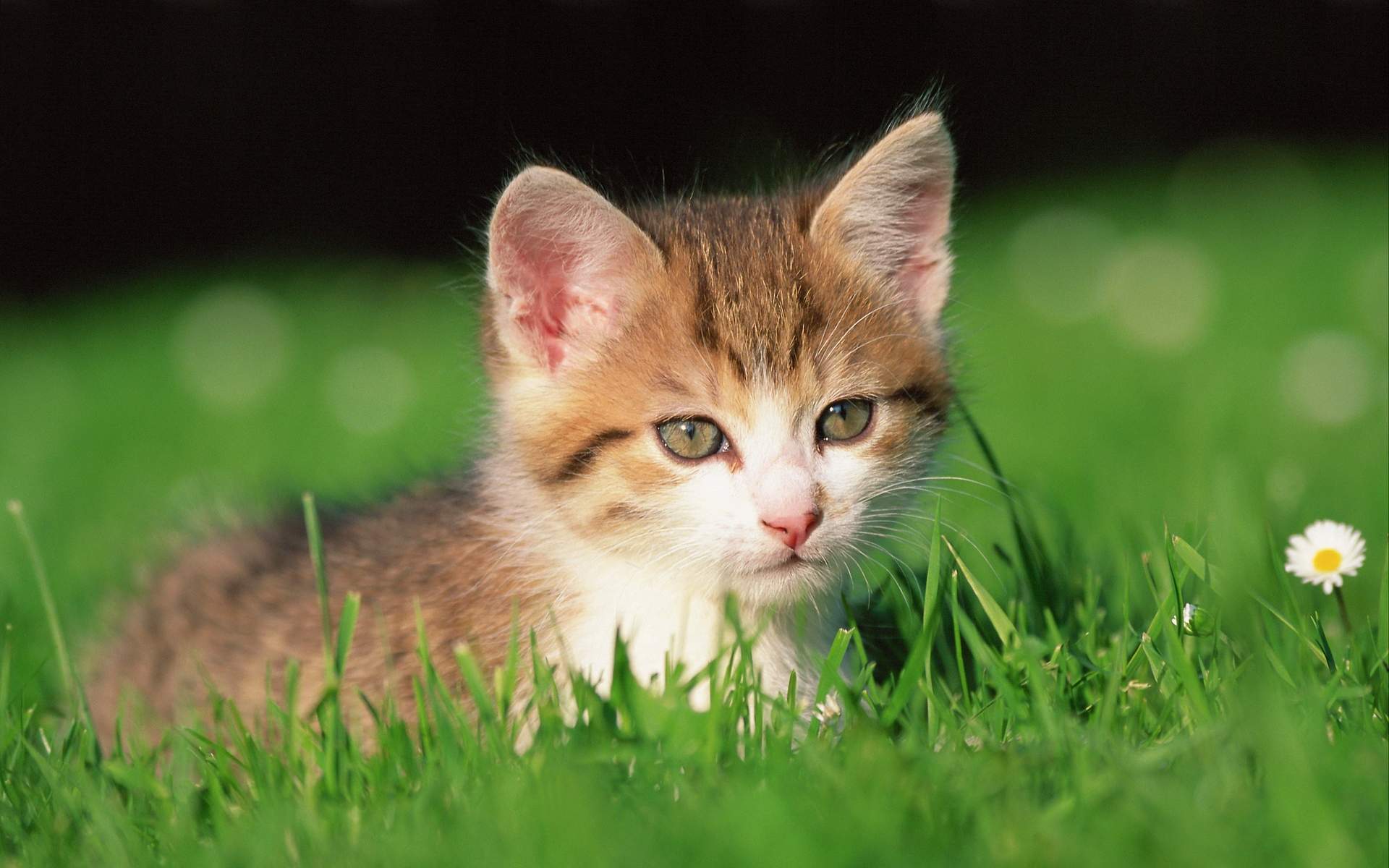 小猫图片