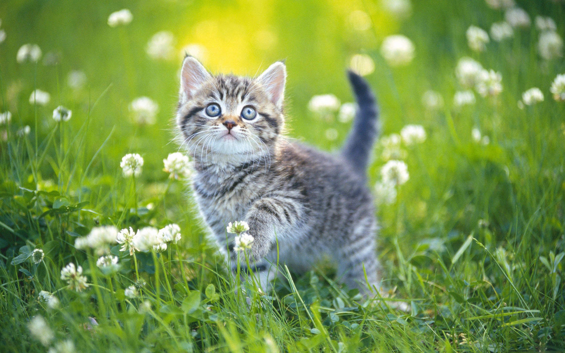 可爱萌宠猫咪图片 卖萌清新的小猫咪头像图片 喵星人头像图片图片