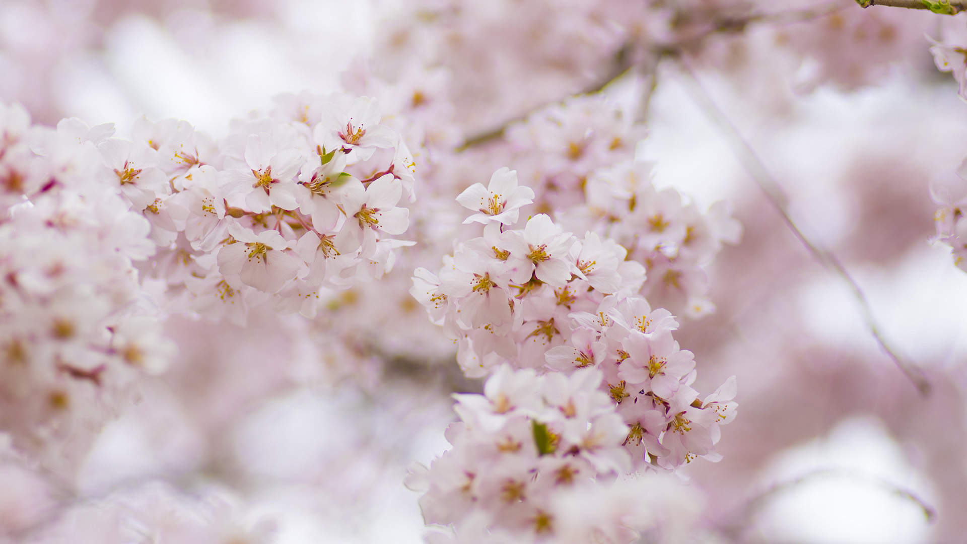 2019年4月春日唯美樱花高清日历壁纸图片