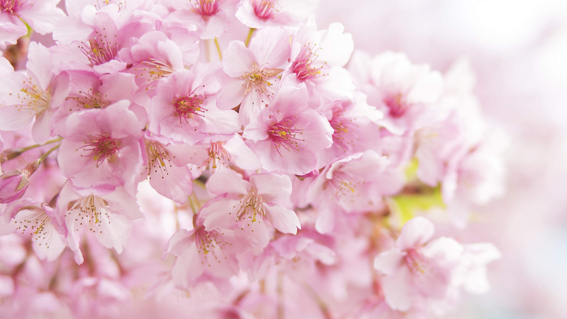 2019年4月春日唯美樱花高清日历壁纸图片