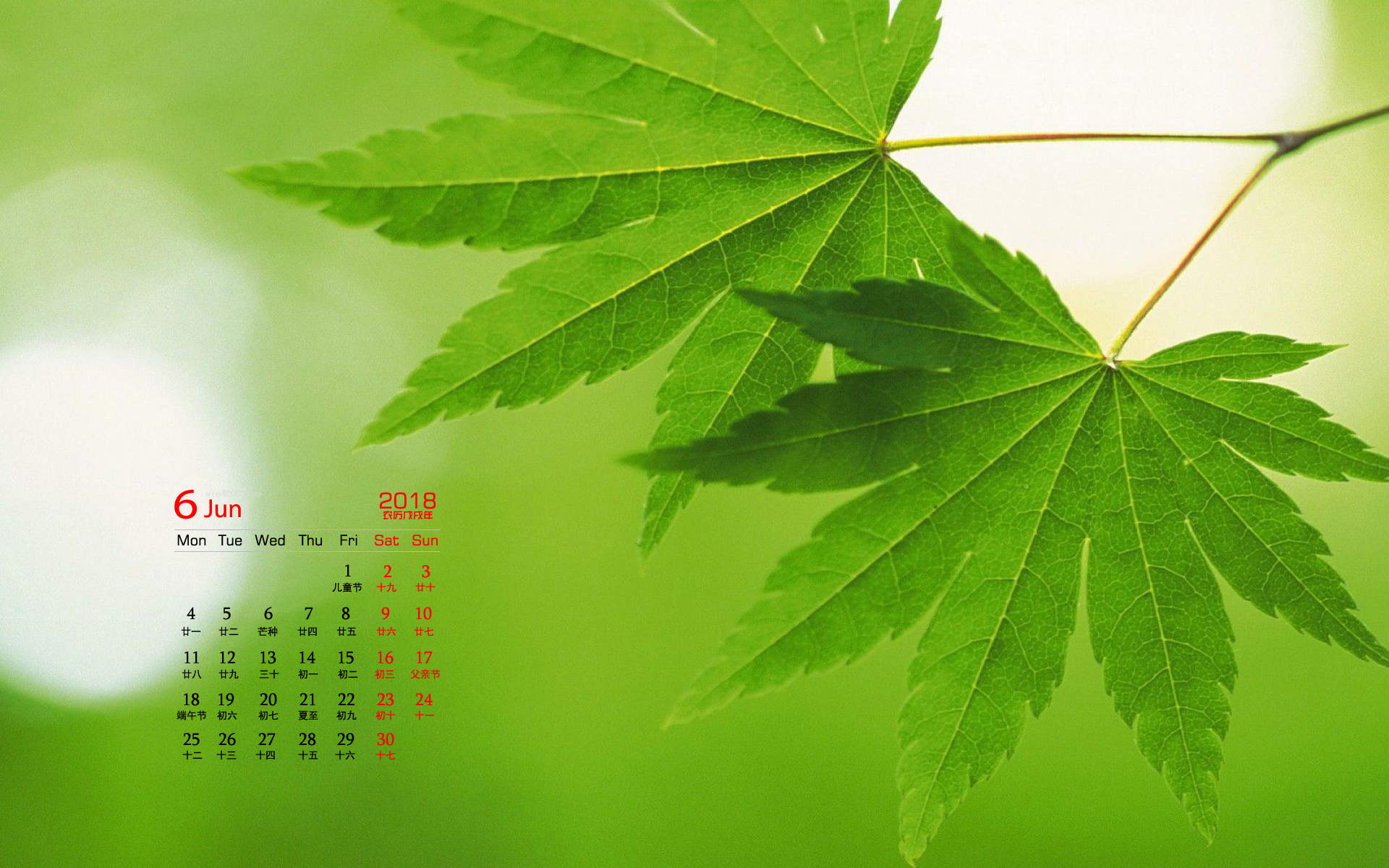 可爱的小雏菊小清新桌面壁纸图片
