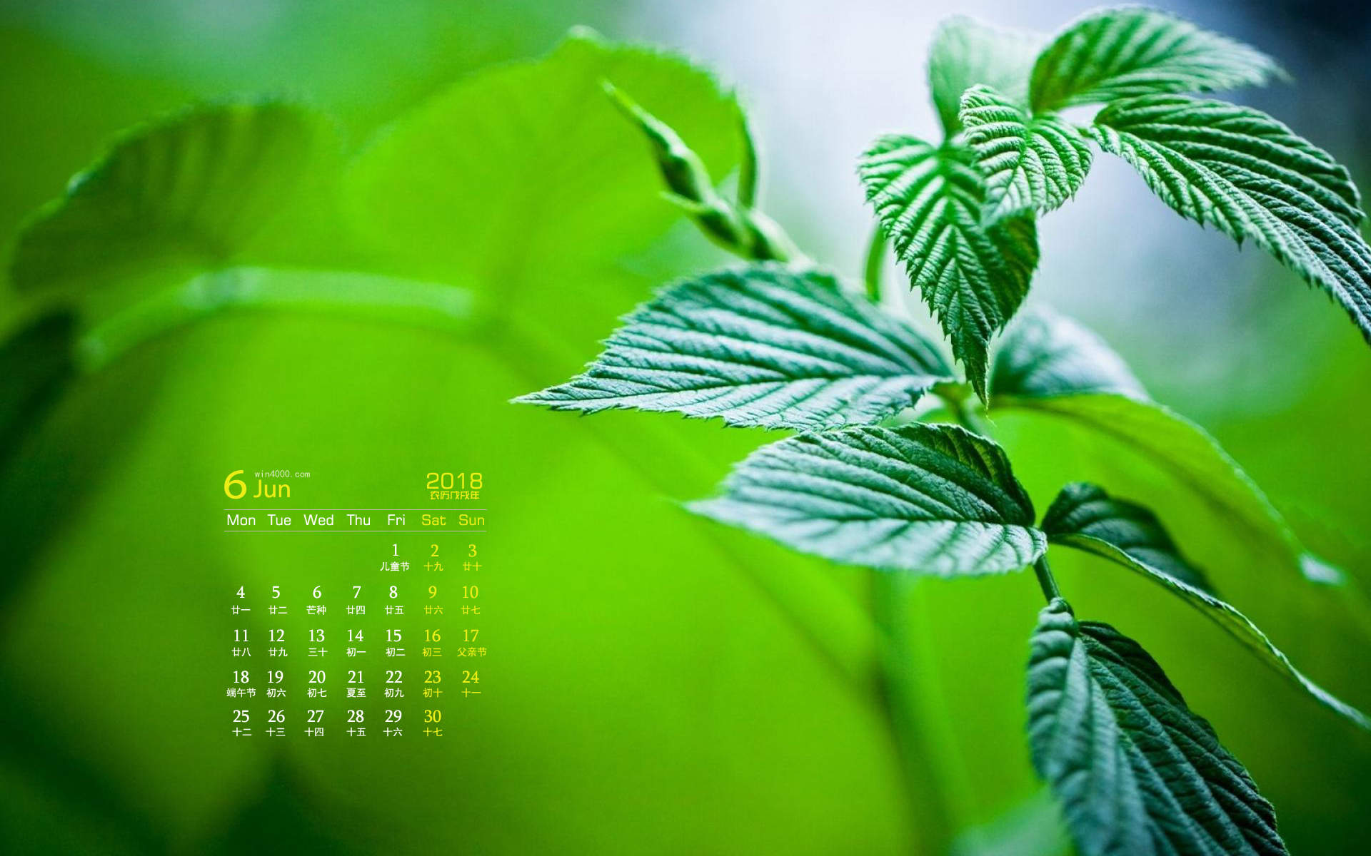可爱的小雏菊小清新桌面壁纸图片
