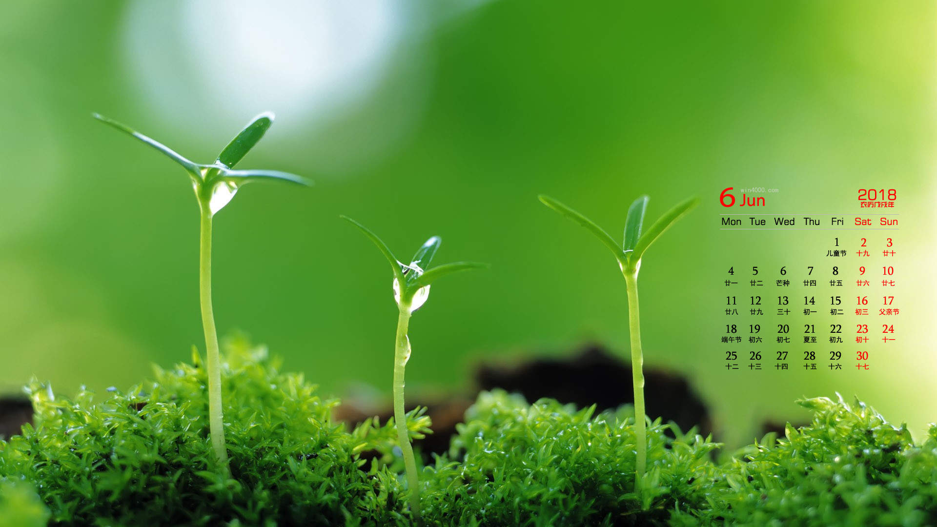 可爱的小雏菊小清新桌面壁纸图片