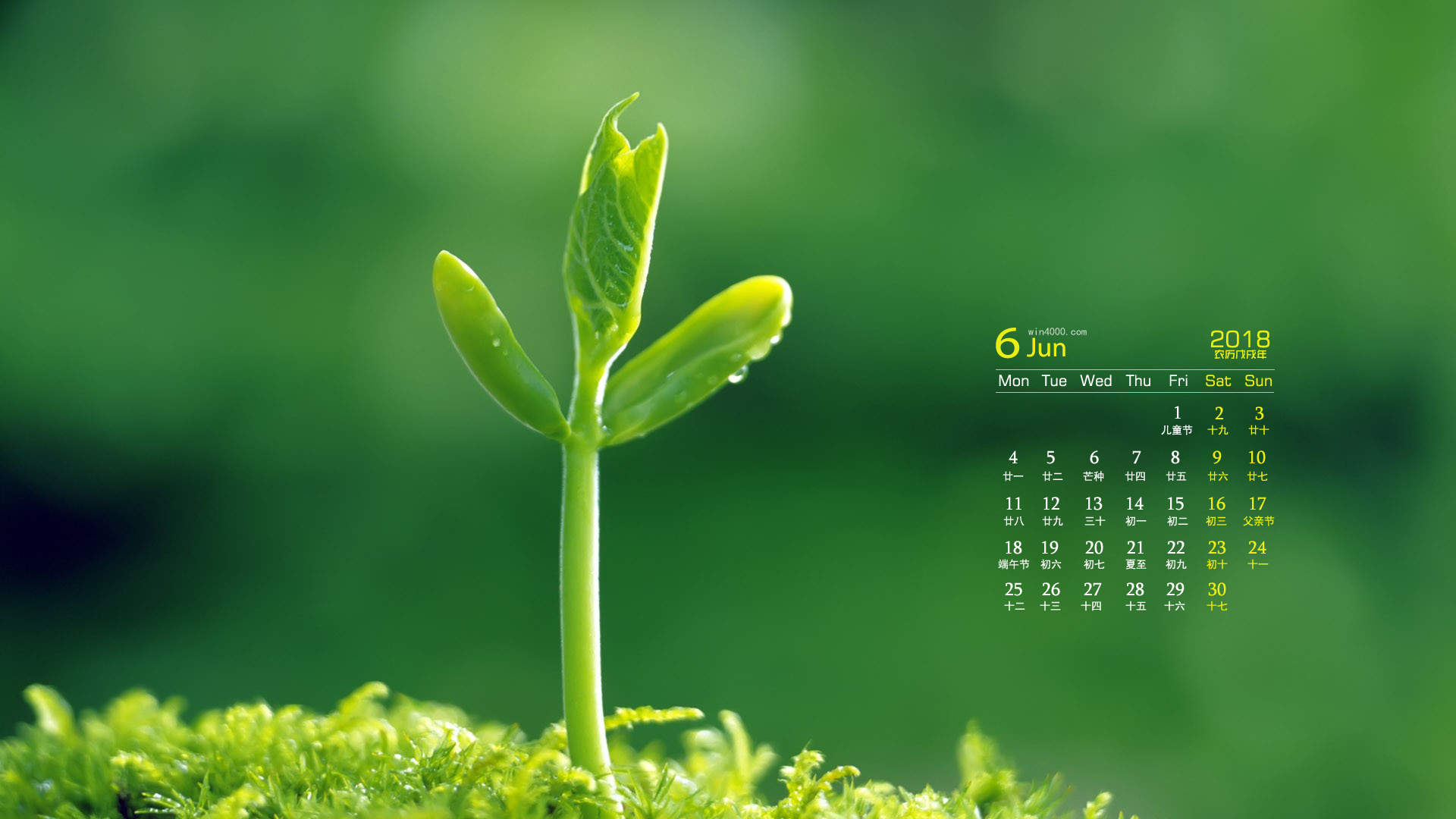 可爱的小雏菊小清新桌面壁纸图片