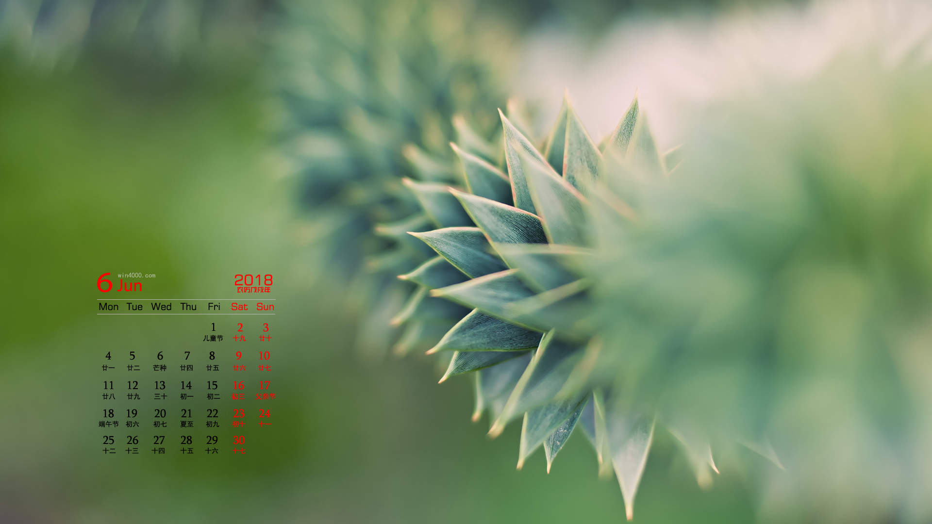 可爱的小雏菊小清新桌面壁纸图片