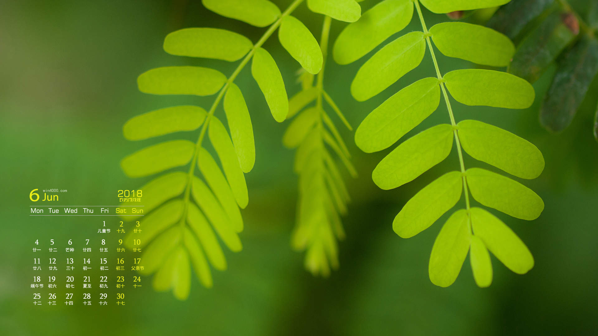 可爱的小雏菊小清新桌面壁纸图片