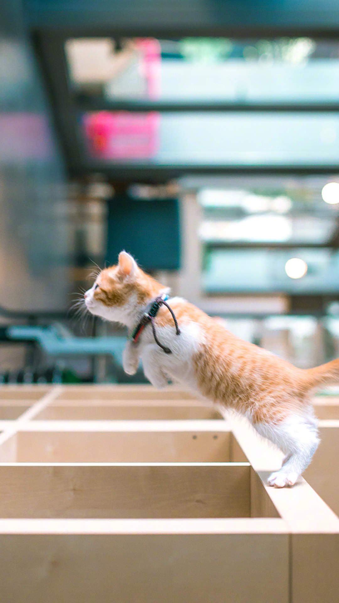 90后性感小猫咪写真图片