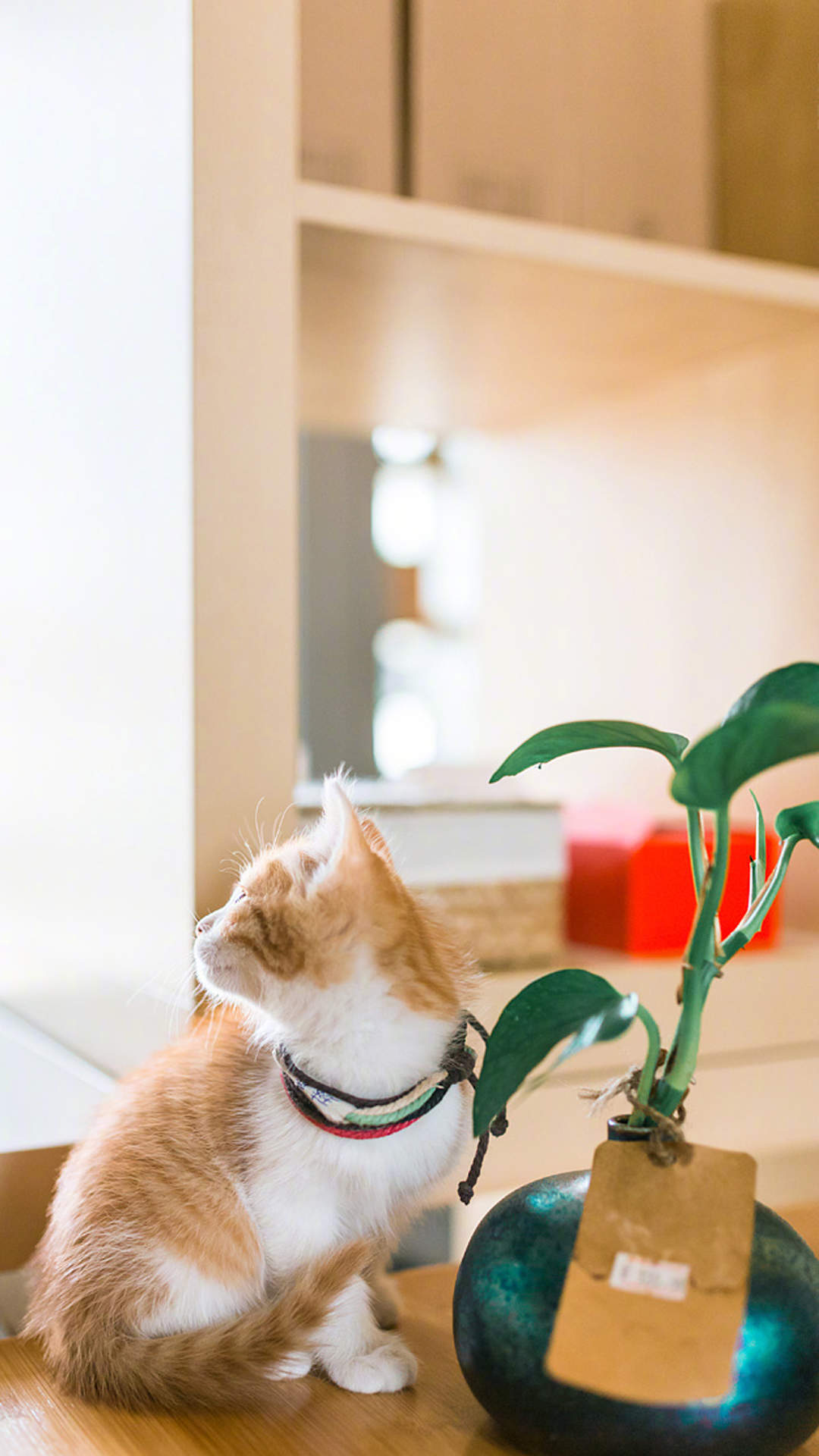 周放《大江大河》程小猫可爱表情包图片