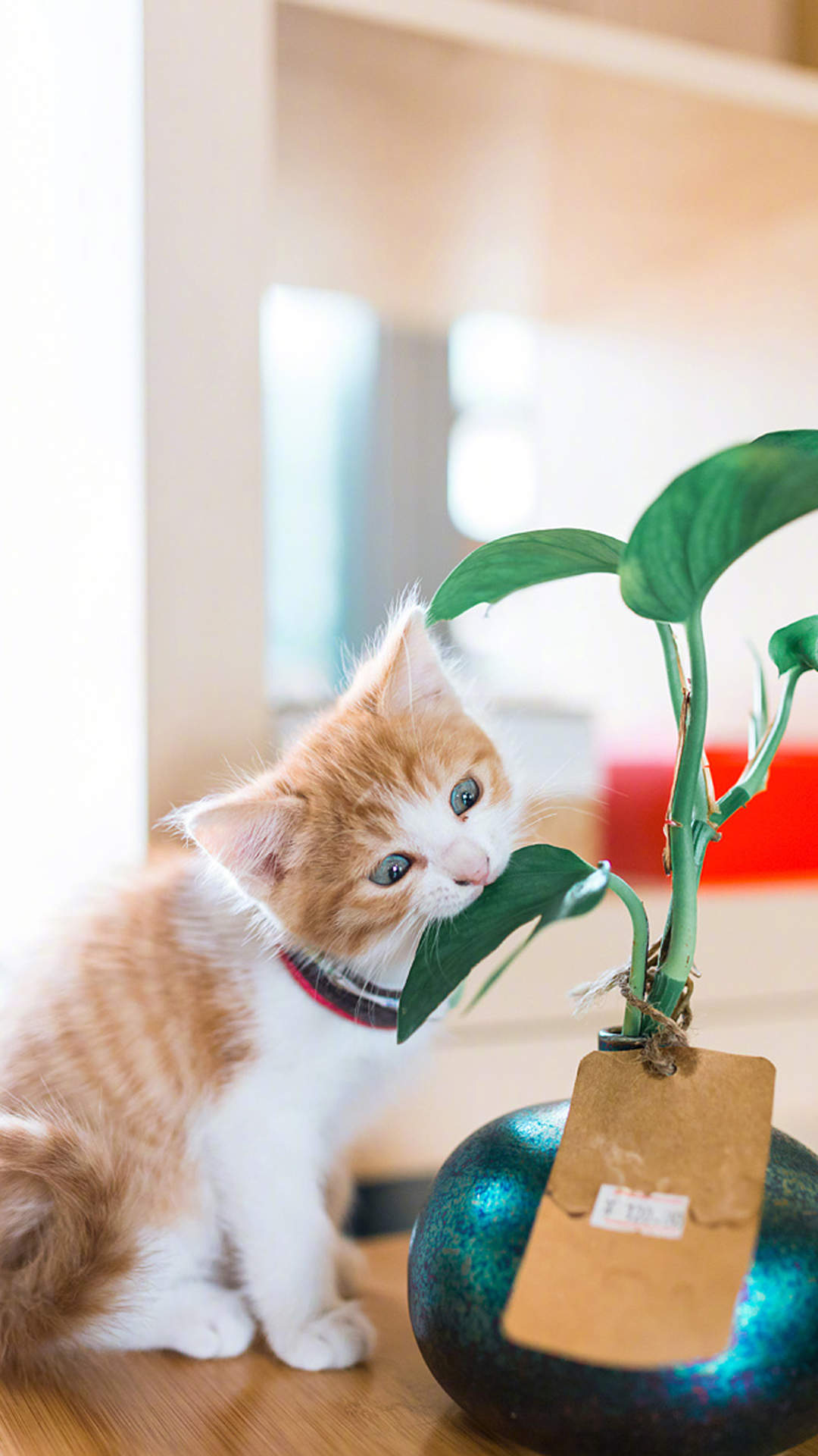 可爱卡通小猫咪高清图片手机壁纸图片