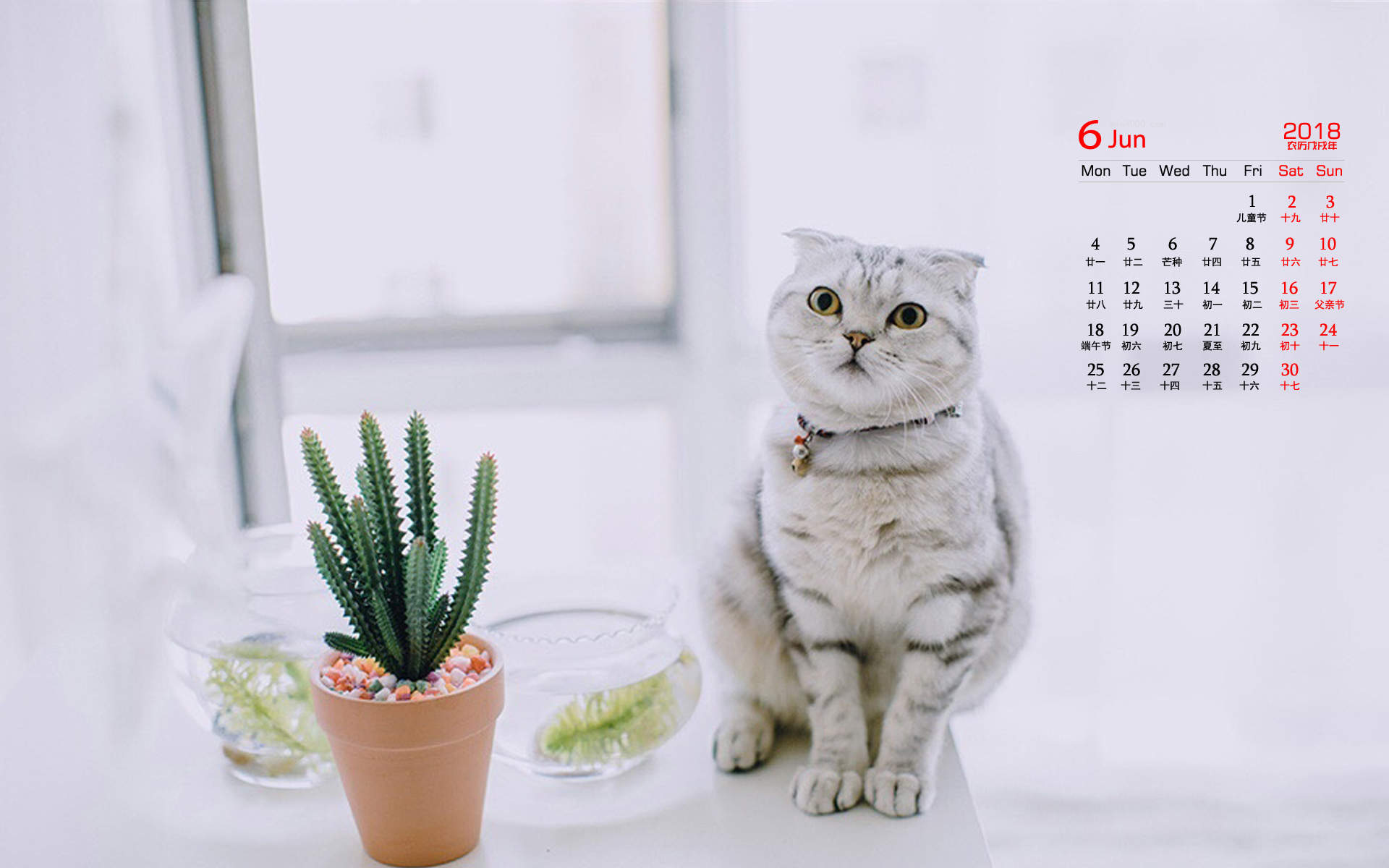 可爱动物猫咪呆萌高清桌面壁纸图片