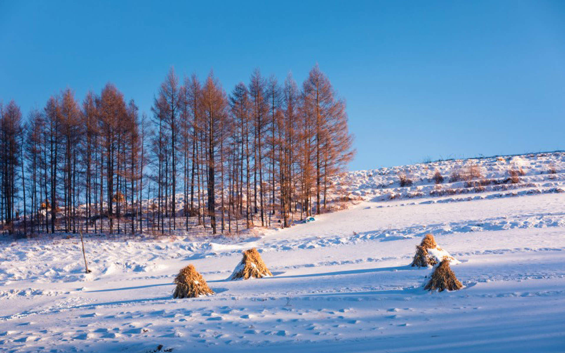 冬天雪景唯美手机壁纸图片图片