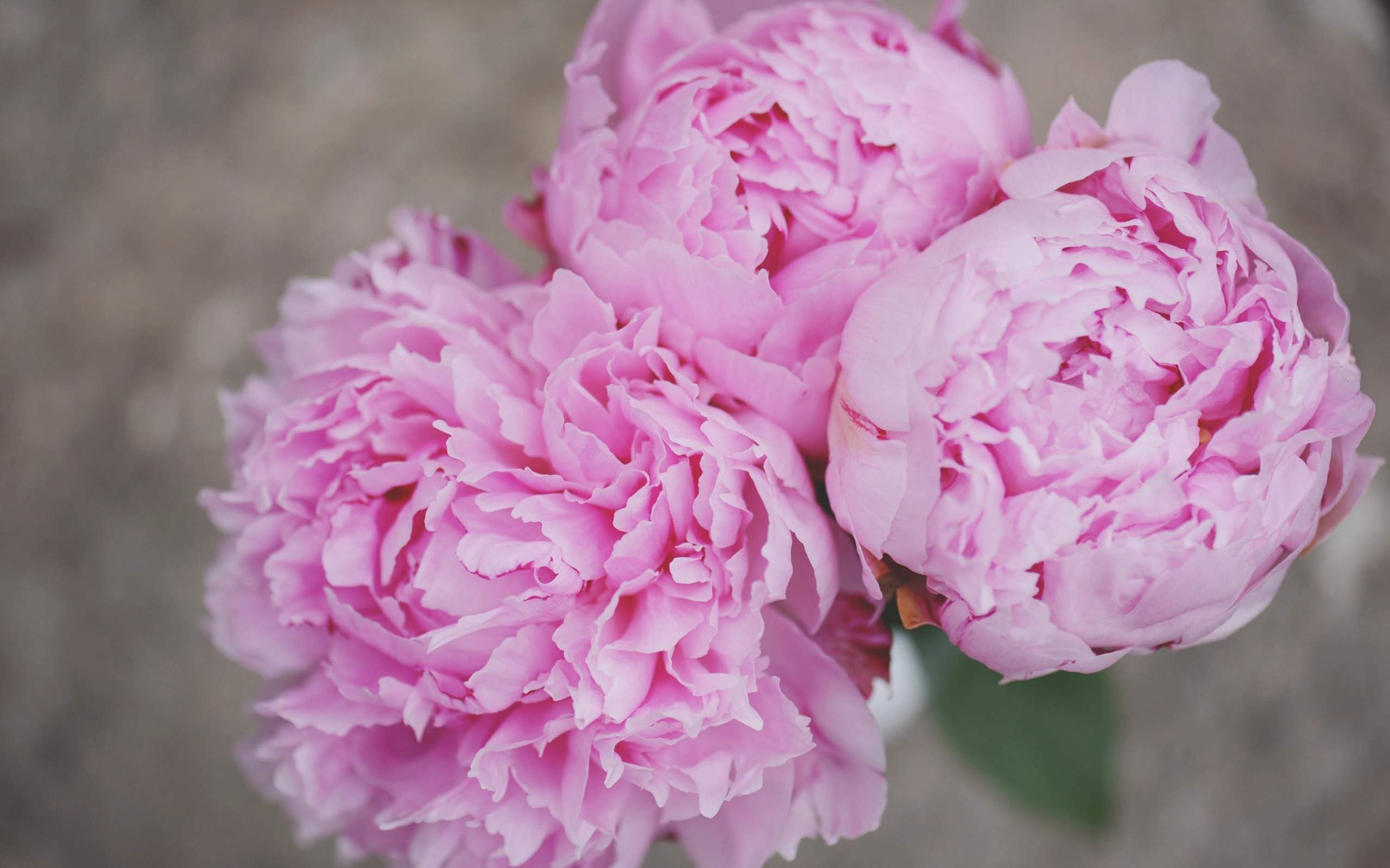 玫瑰花图片