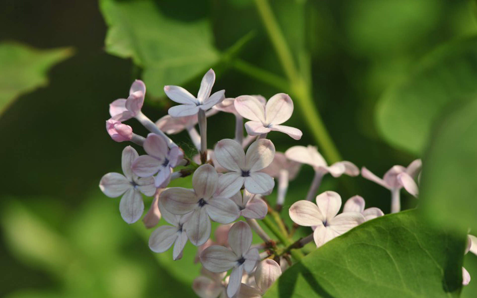 丁香花图片
