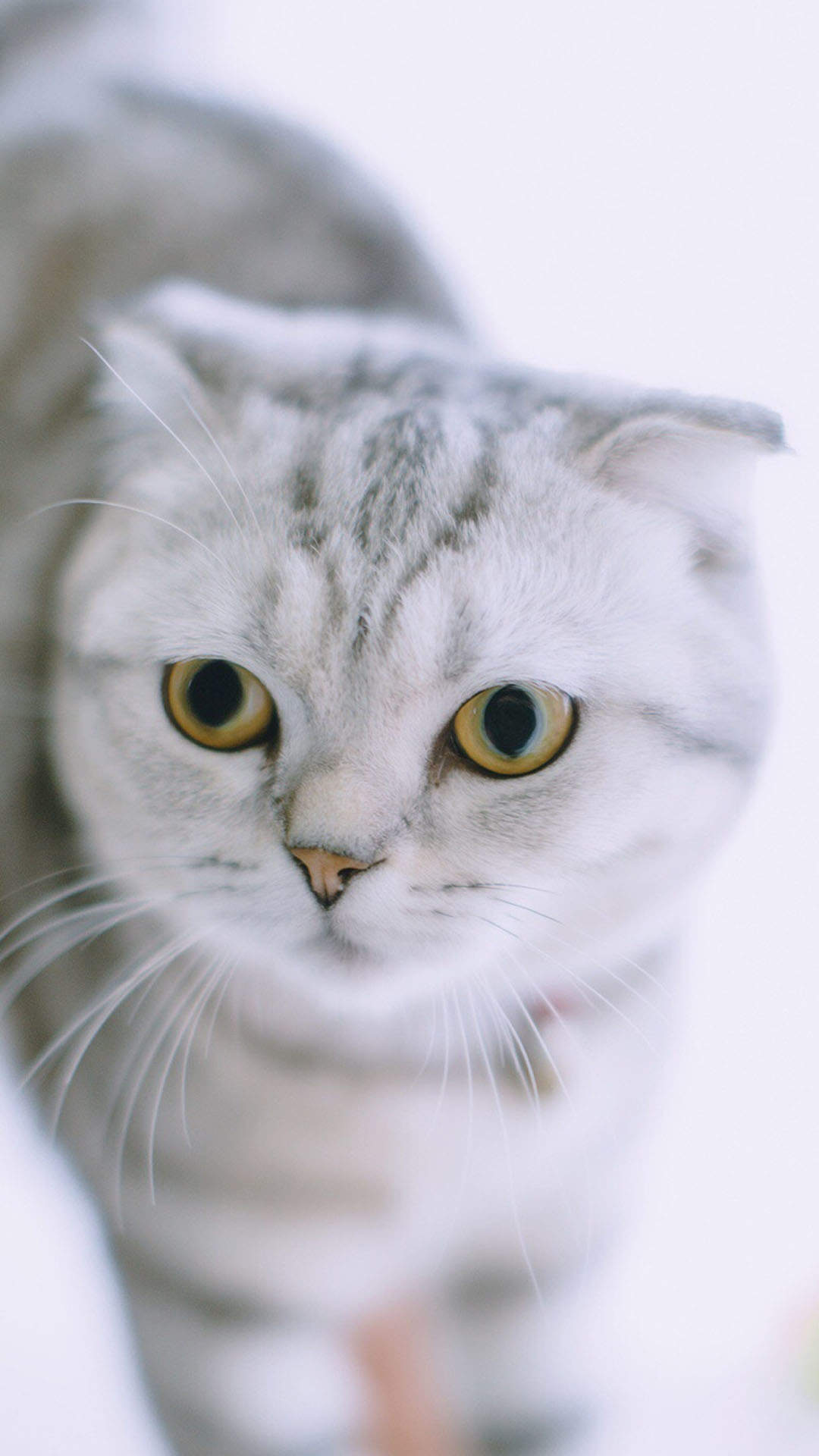 超可爱小猫图片高清手机壁纸图片