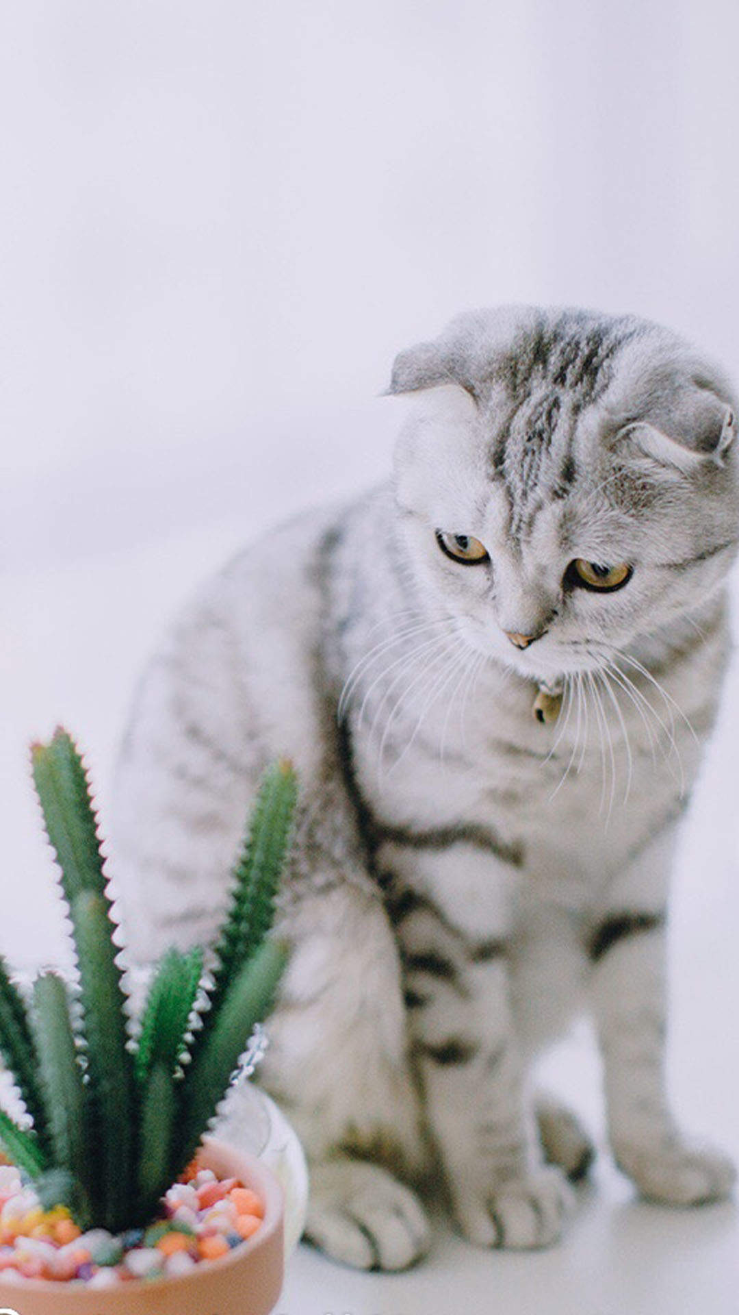 可爱萌宠猫咪图片 卖萌清新的小猫咪头像图片 喵星人头像图片图片