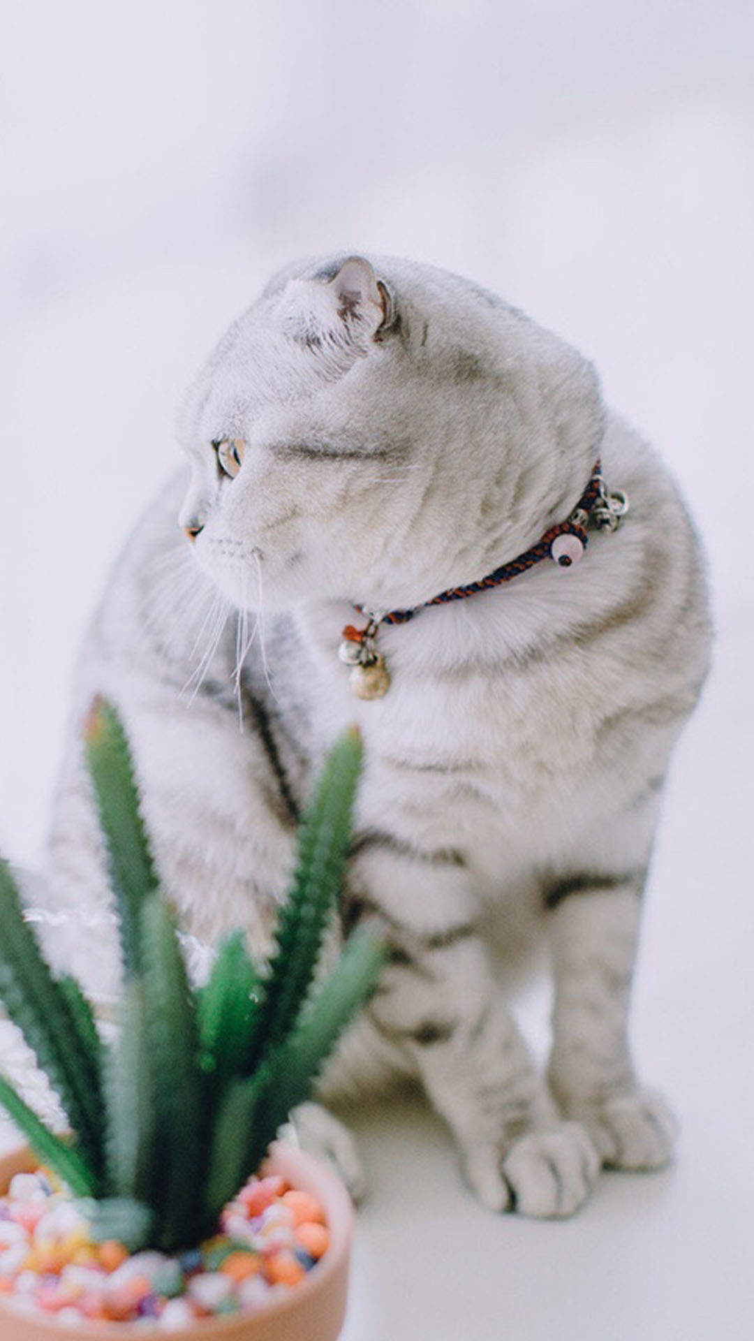 可爱萌宠猫咪图片 卖萌清新的小猫咪头像图片 喵星人头像图片图片
