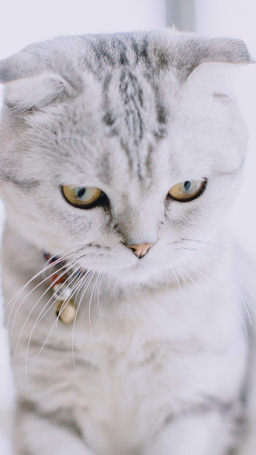 可爱萌宠猫咪图片 卖萌清新的小猫咪头像图片 喵星人头像图片图片