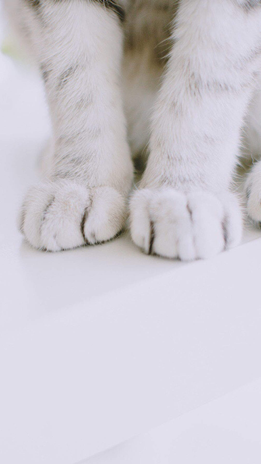 可爱萌宠猫咪图片 卖萌清新的小猫咪头像图片 喵星人头像图片图片