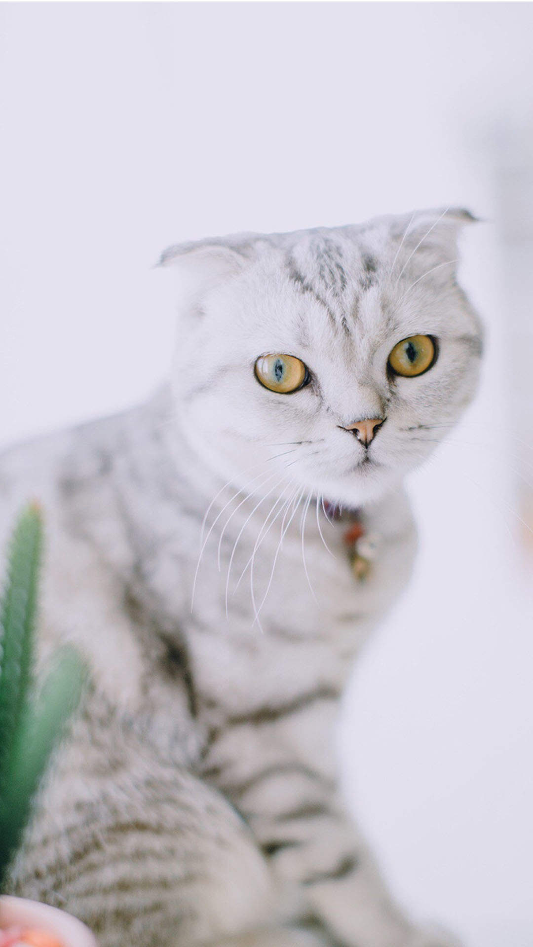 超可爱软萌的小猫咪电脑壁纸图片