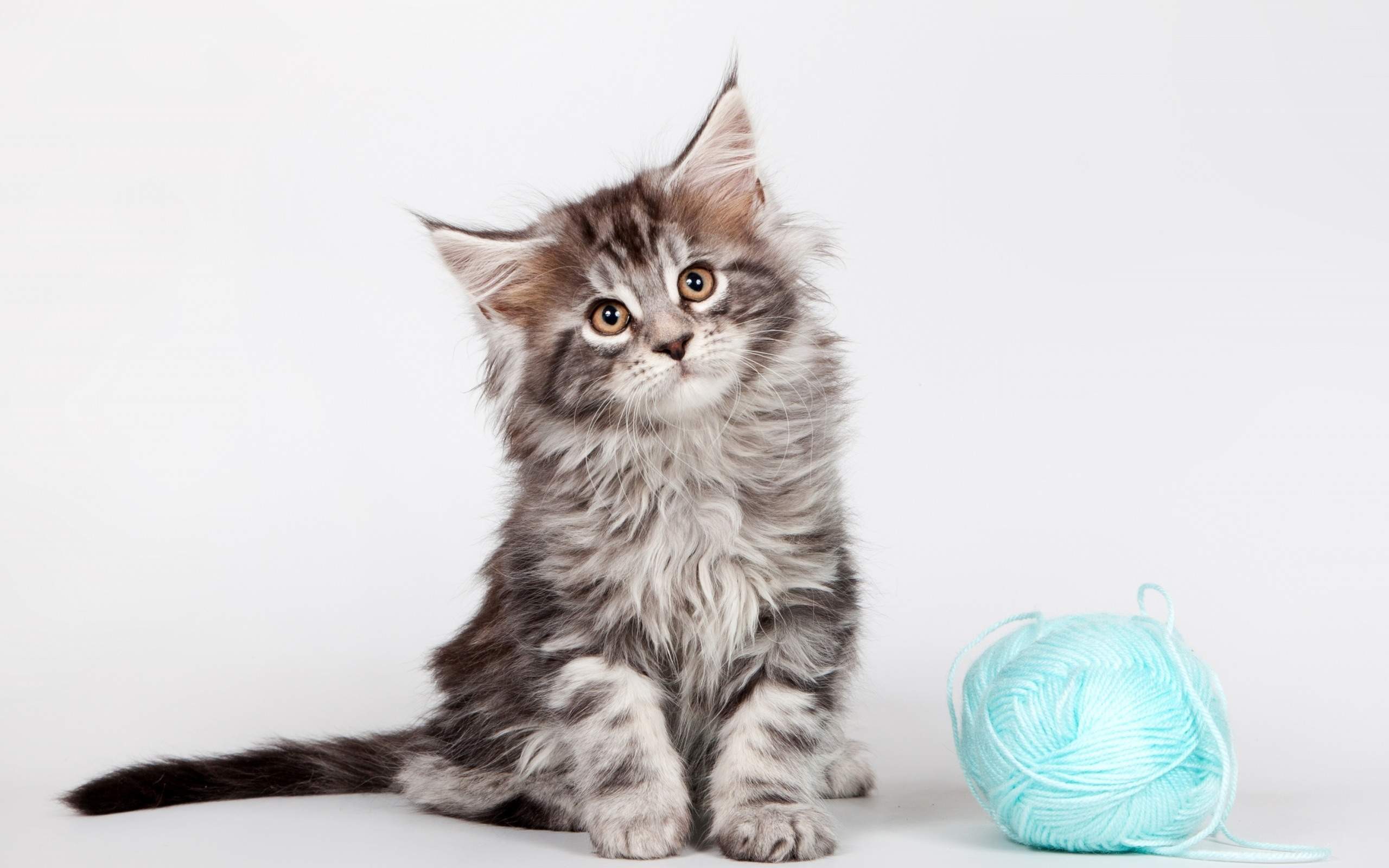 熊猫人打伞表情包图片图片