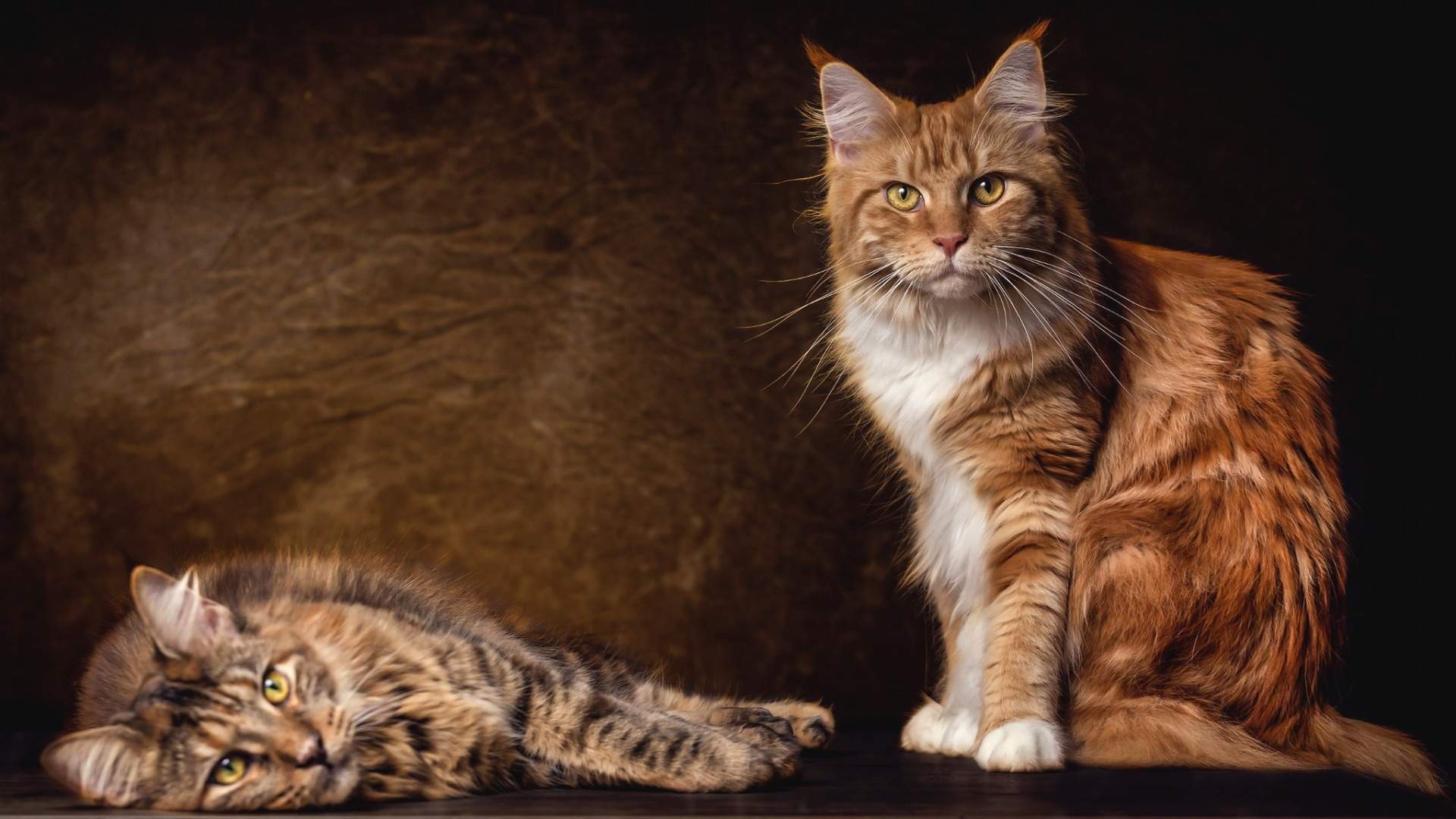 熊猫异形鱼图片 观赏鱼图片图片