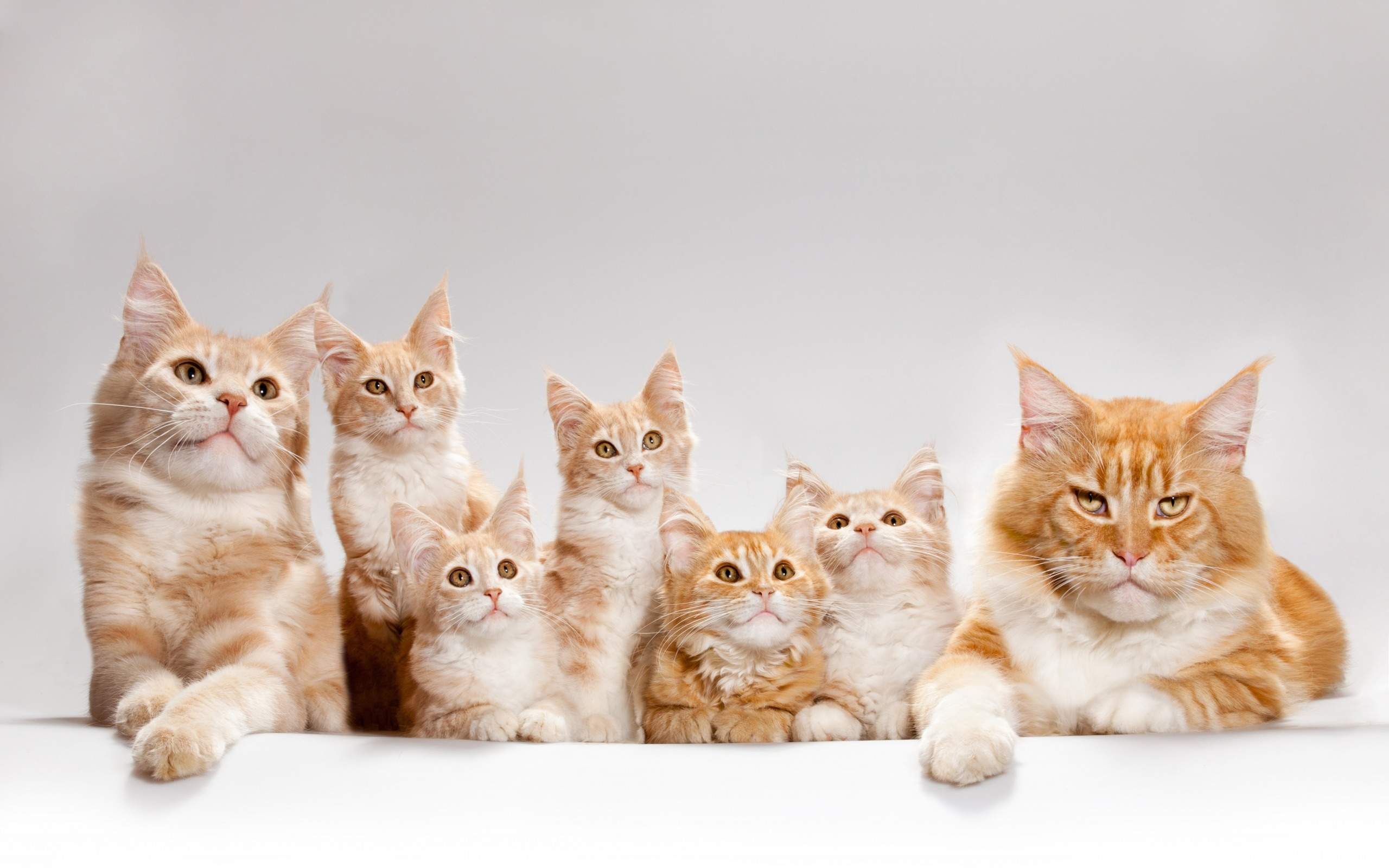 熊猫头清新情话表情包图片