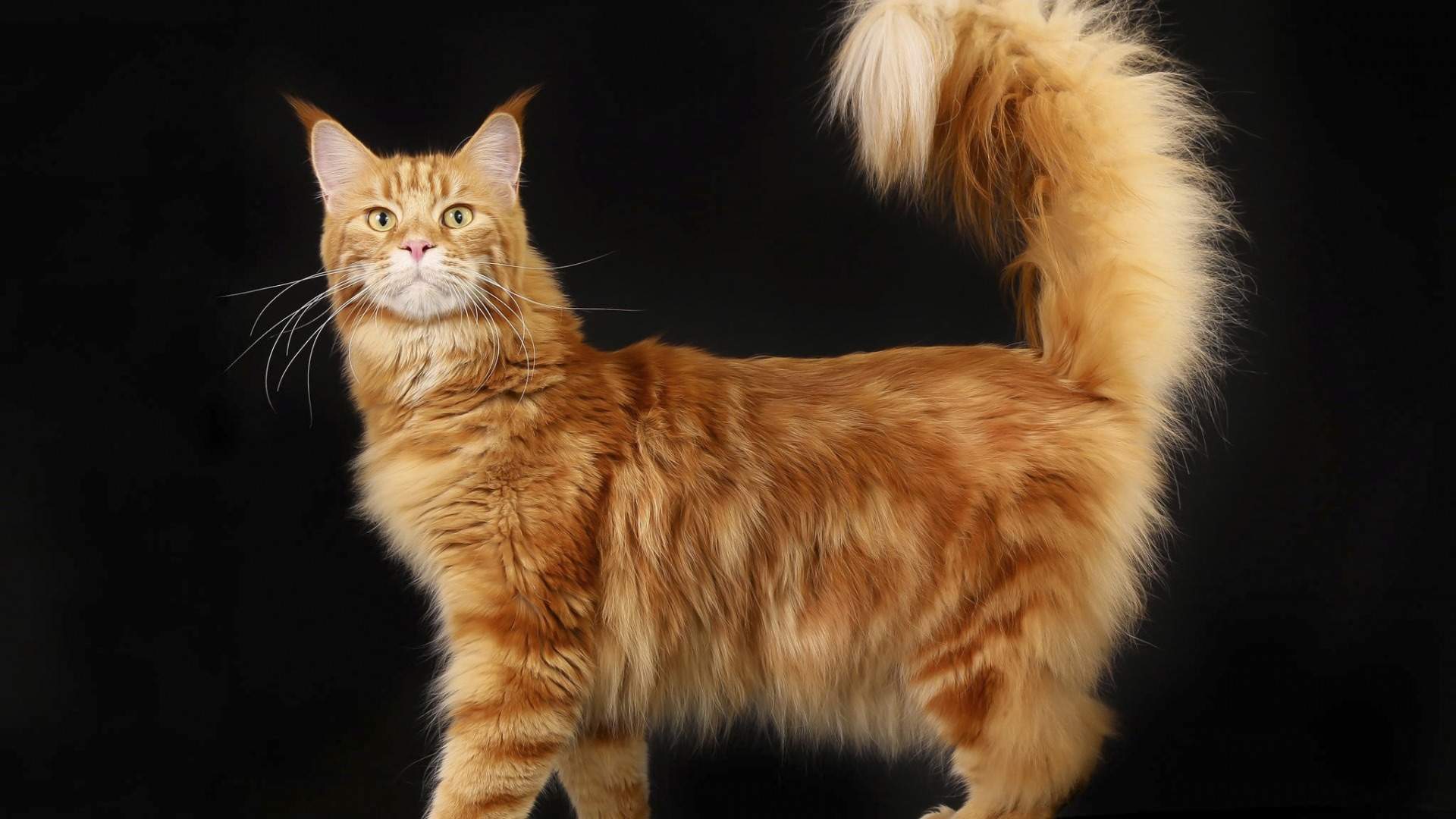 熊猫人打伞表情包图片图片