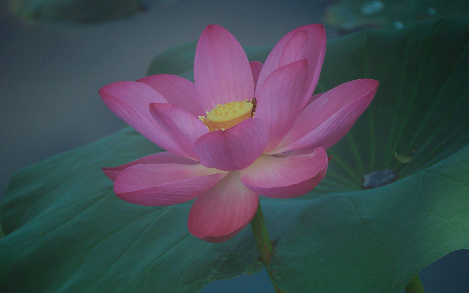 夏日荷花唯美高清图片桌面壁纸图片