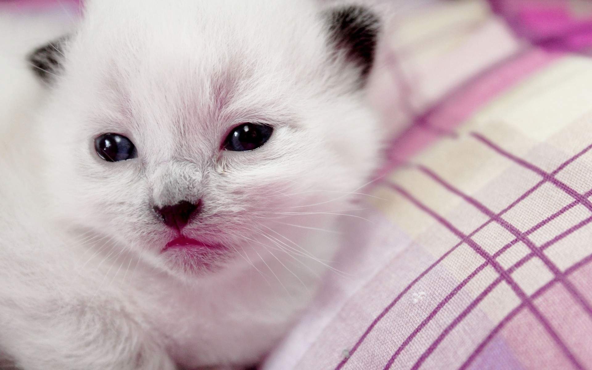 小猫图片
