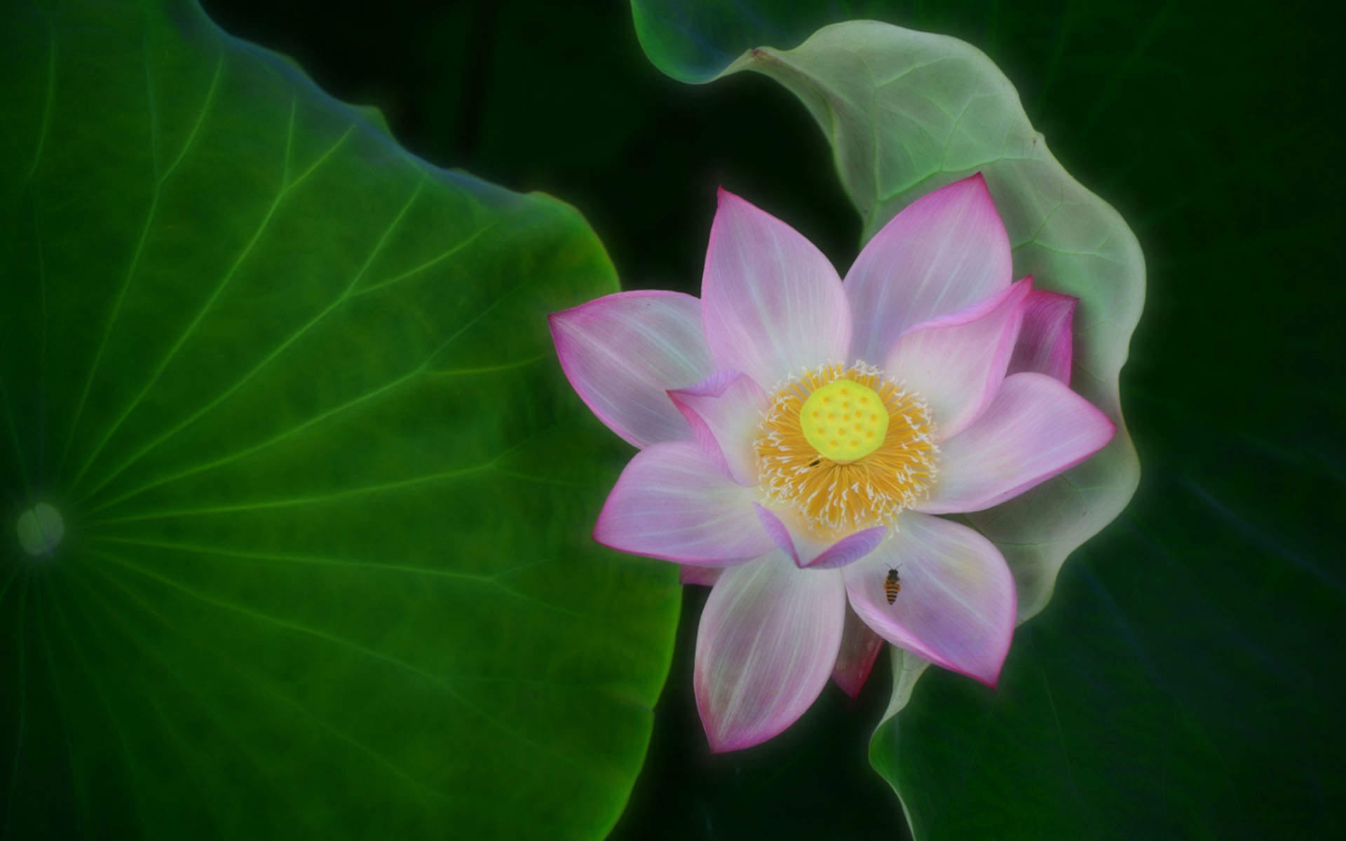 清新夏日荷花高清桌面壁纸图片