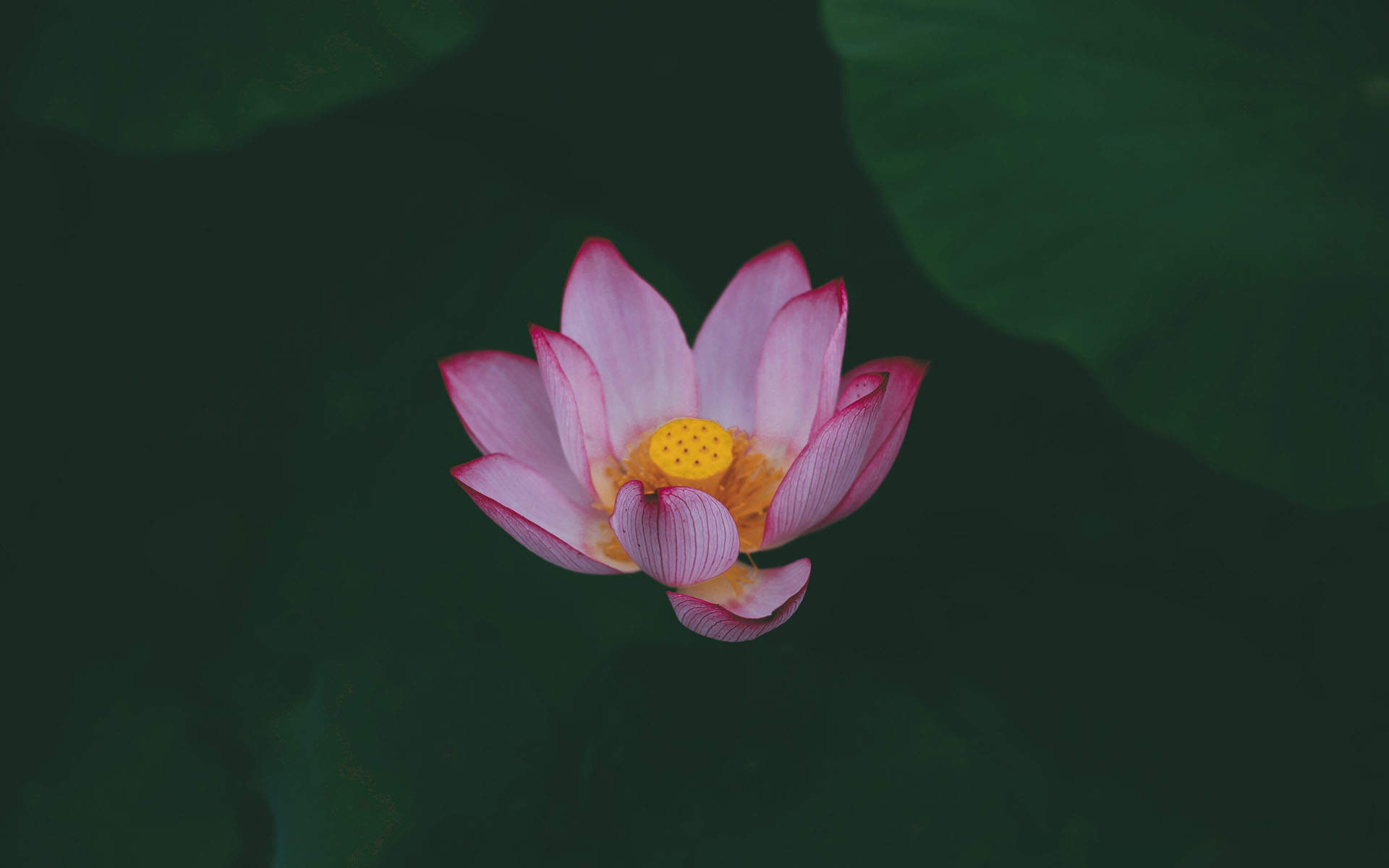 清新夏日荷花高清桌面壁纸图片