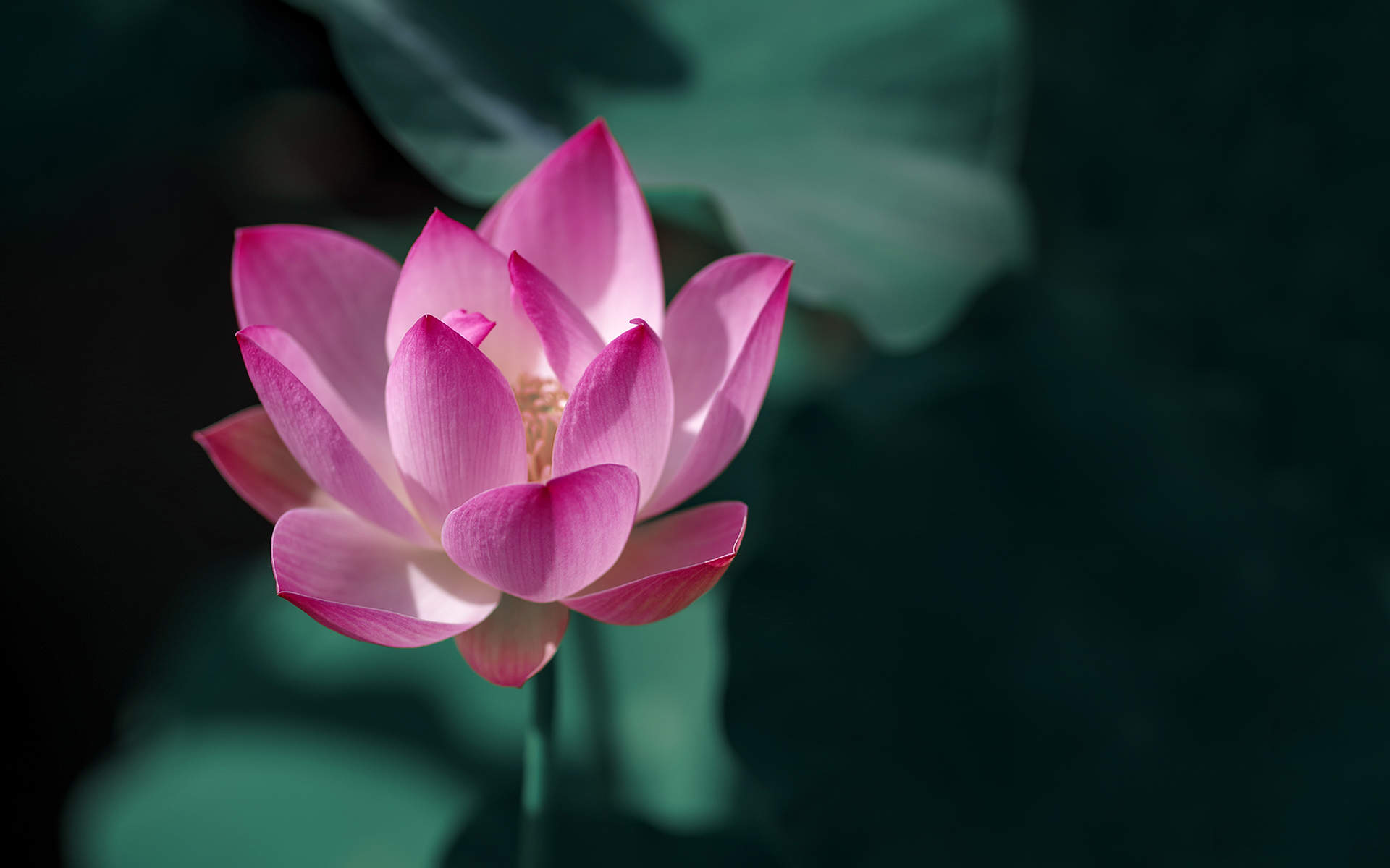 夏日荷花唯美高清图片桌面壁纸图片