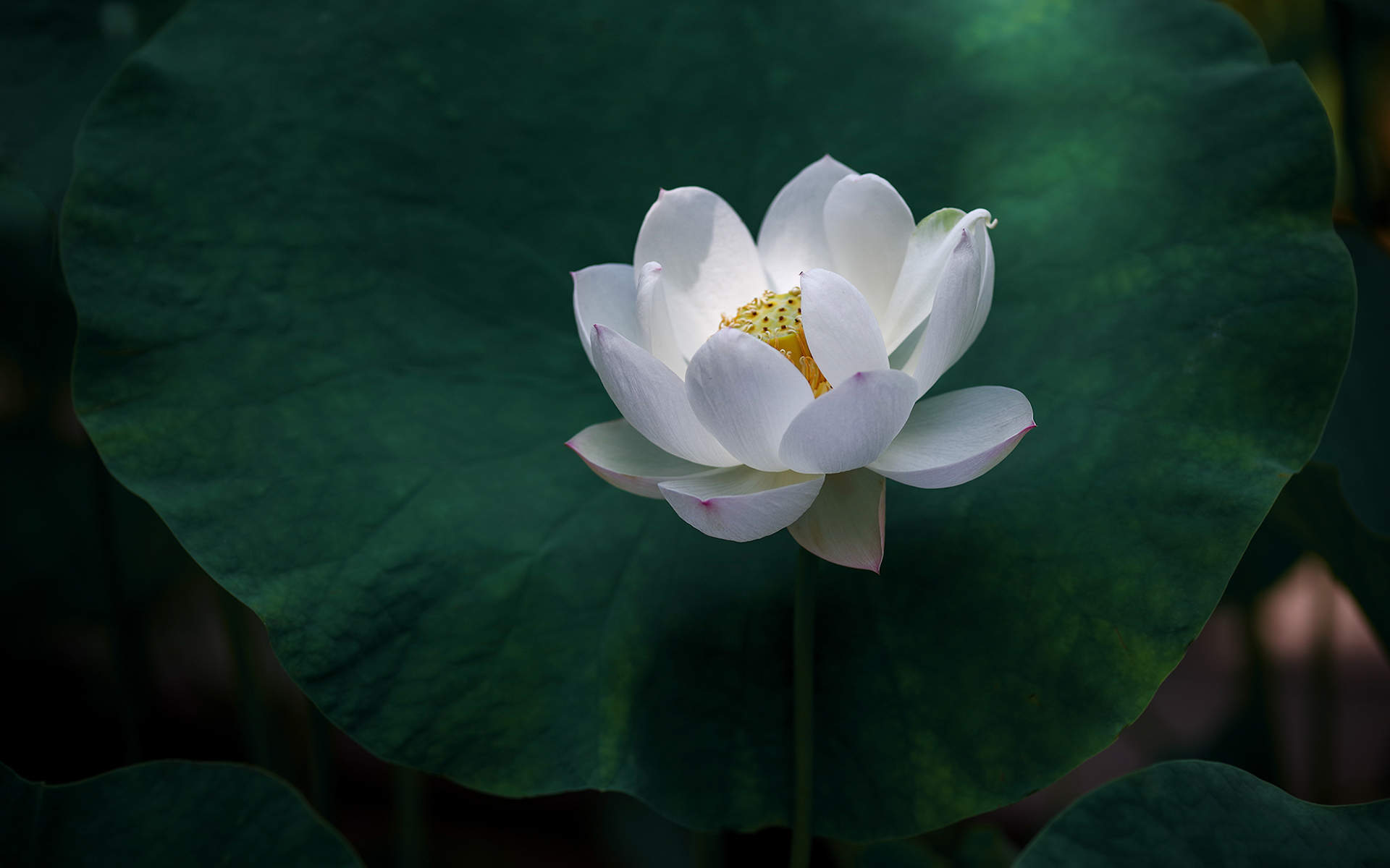 夏日荷花唯美高清图片桌面壁纸图片