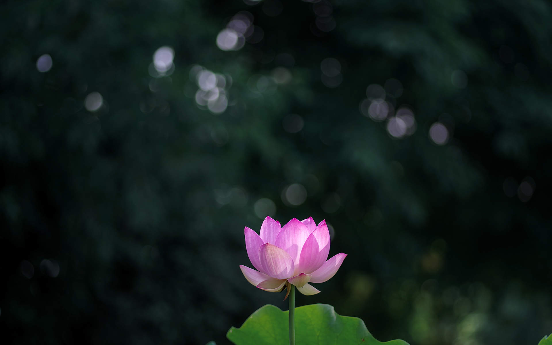 荷花图片图片