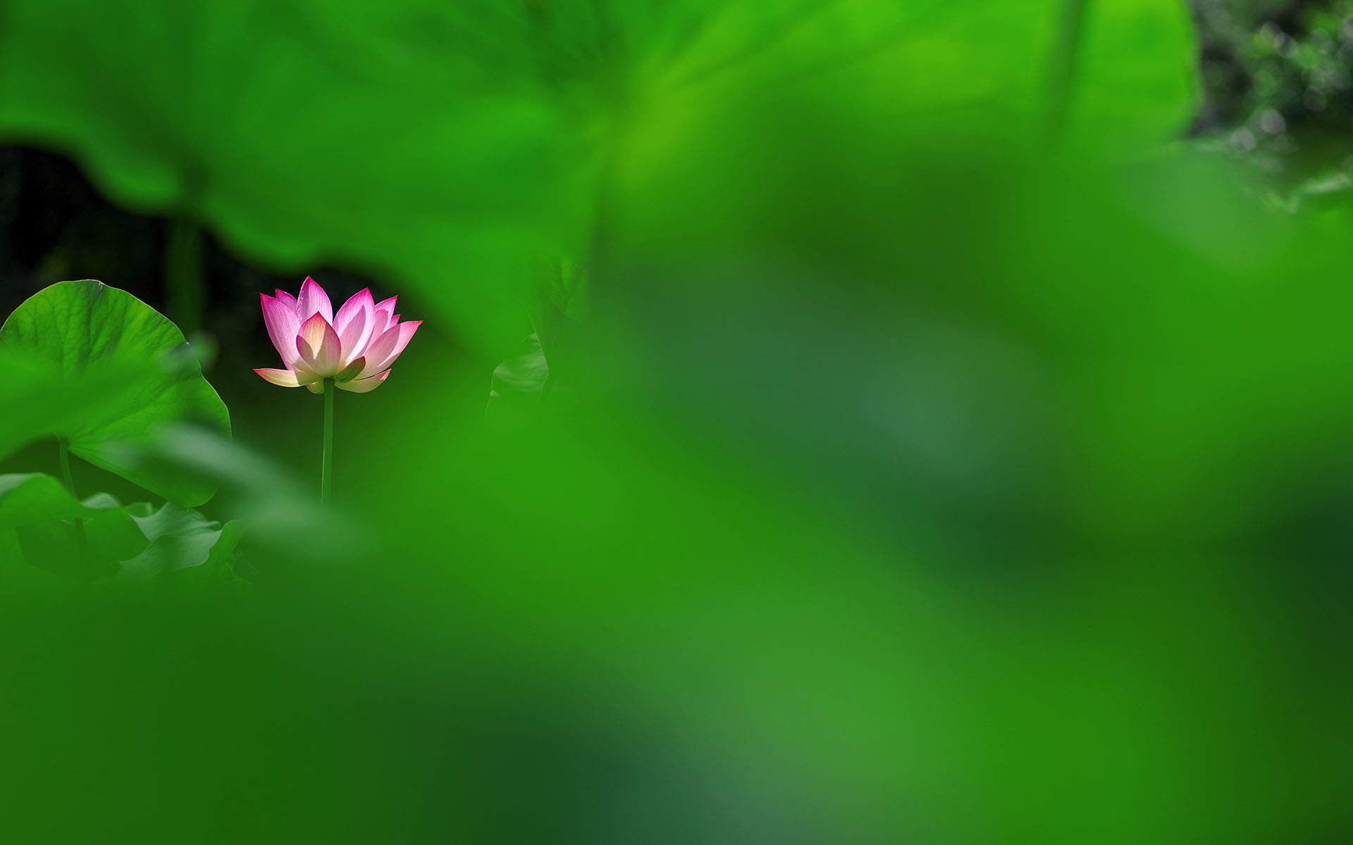 夏日荷花唯美高清图片桌面壁纸图片