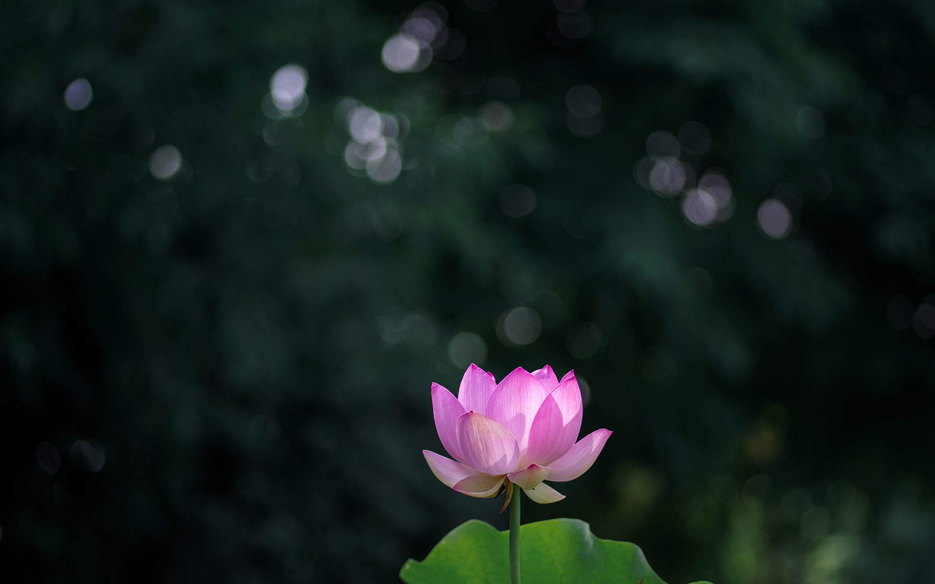 荷花图片图片
