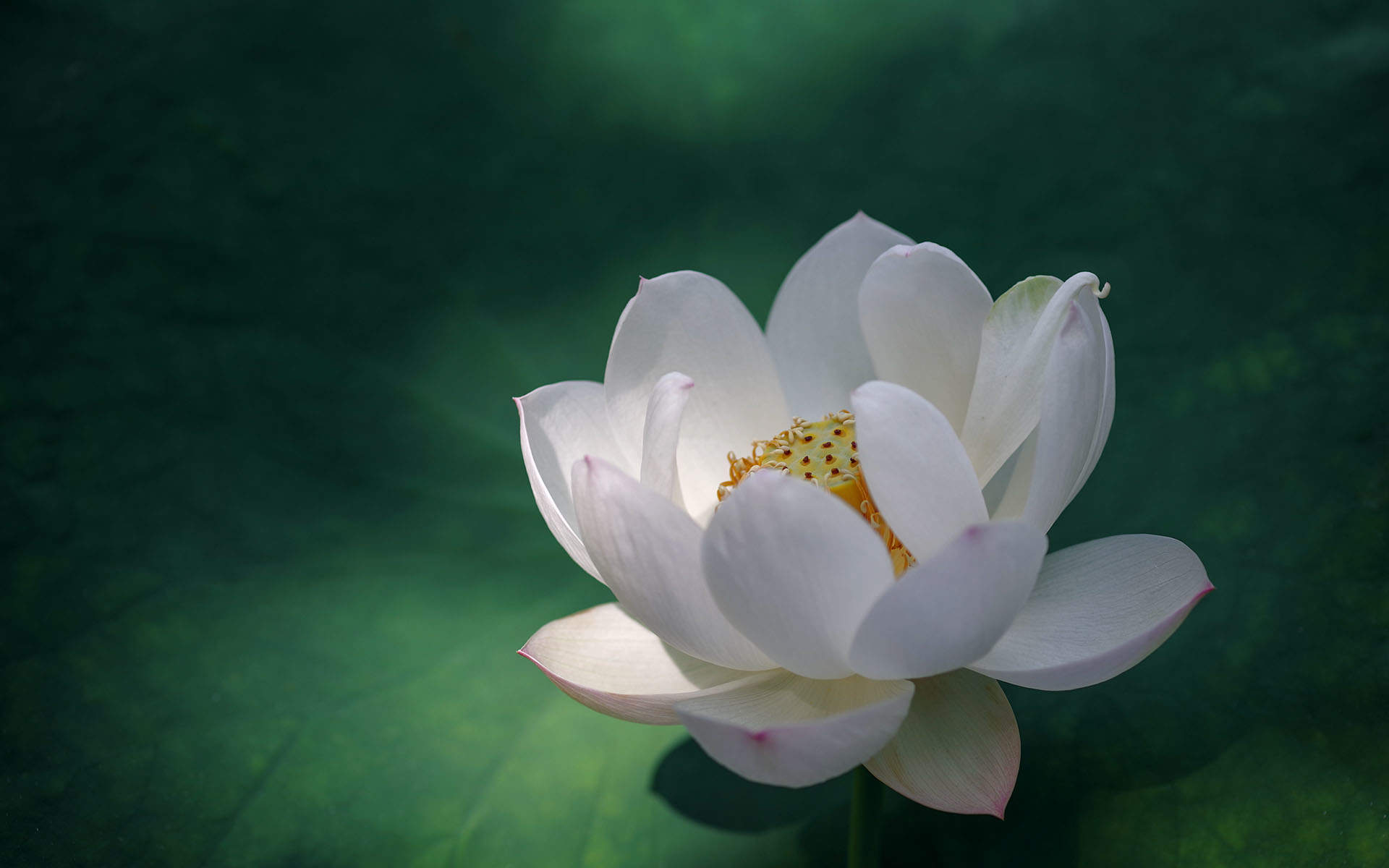 荷花图片图片