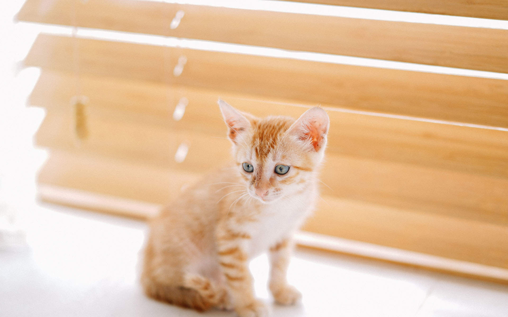 高清超可爱萌宠粉嫩的小奶猫高清手机壁纸图片
