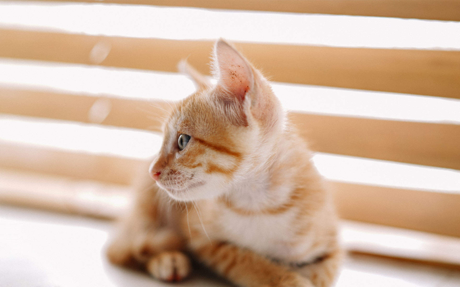 高清超可爱萌宠小奶猫图片高清电脑壁纸图片