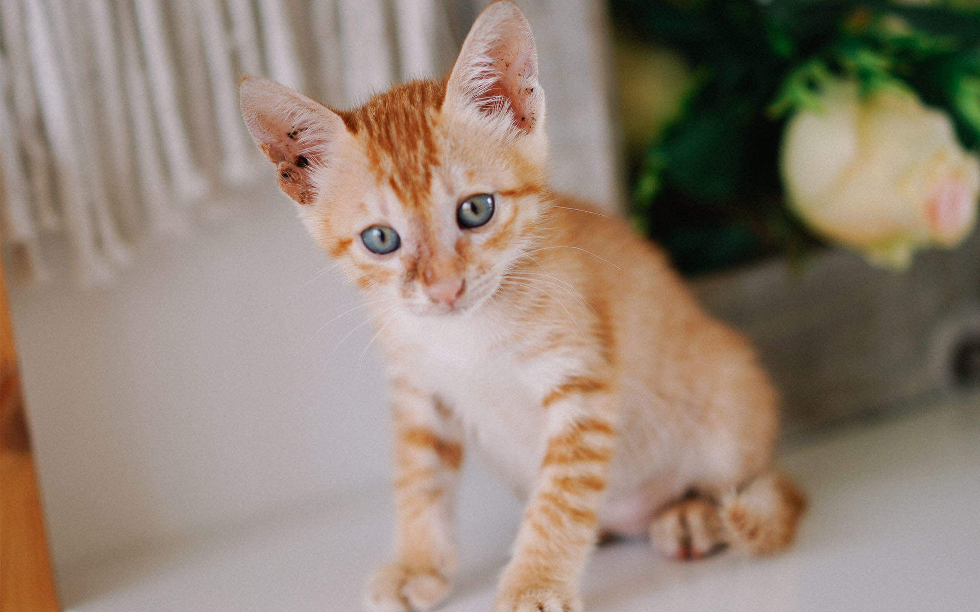 高清超可爱萌宠小奶猫图片高清电脑壁纸图片