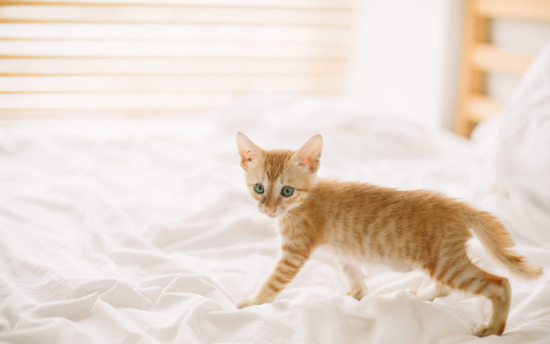 高清超可爱萌宠小奶猫图片高清电脑壁纸图片