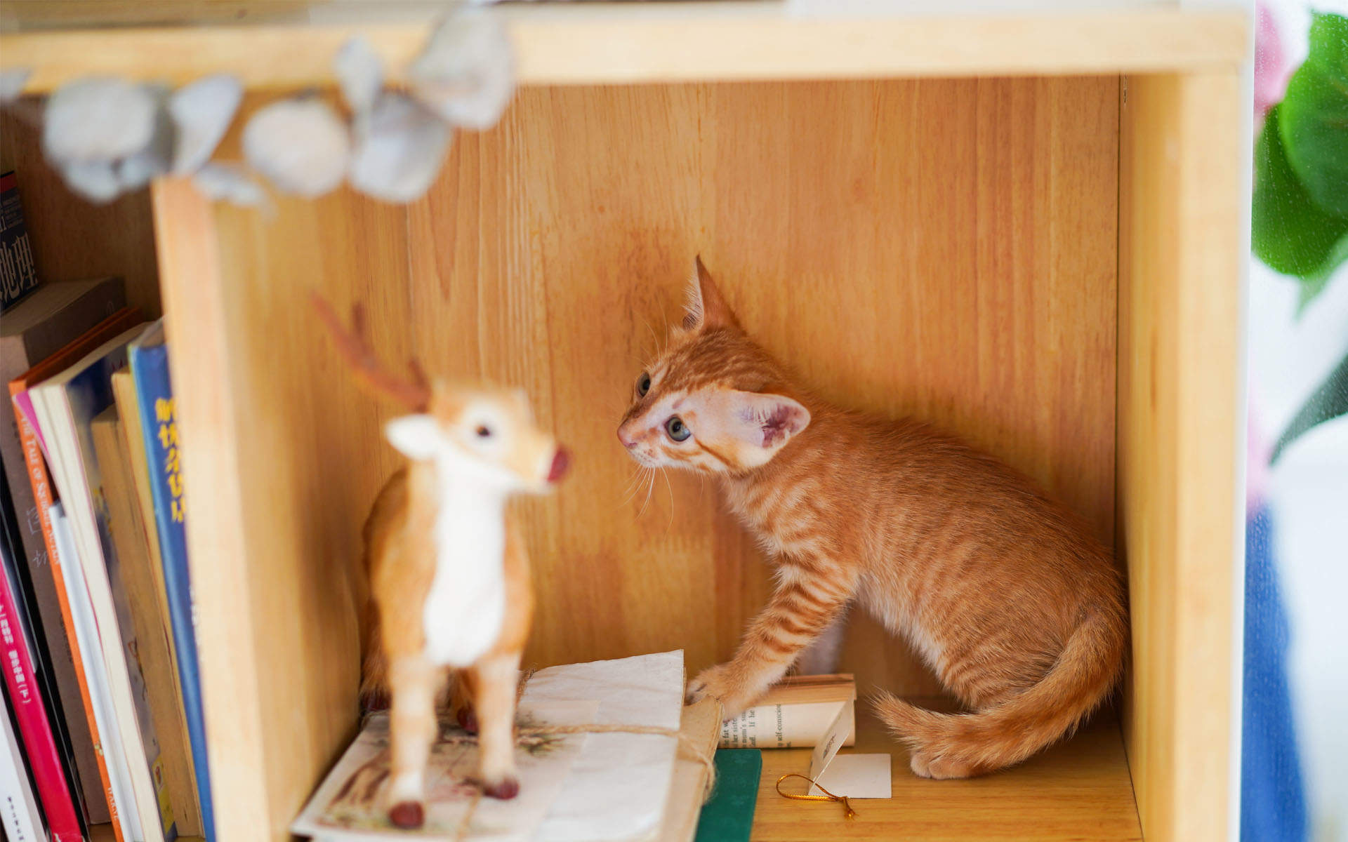 高清超可爱萌宠小奶猫图片高清电脑壁纸图片