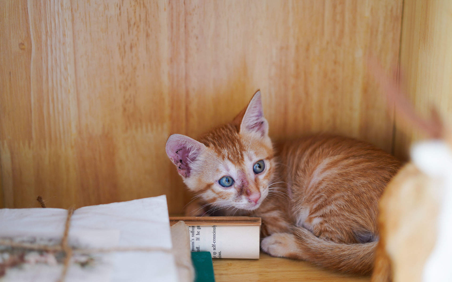 高清超可爱萌宠小奶猫图片高清电脑壁纸图片