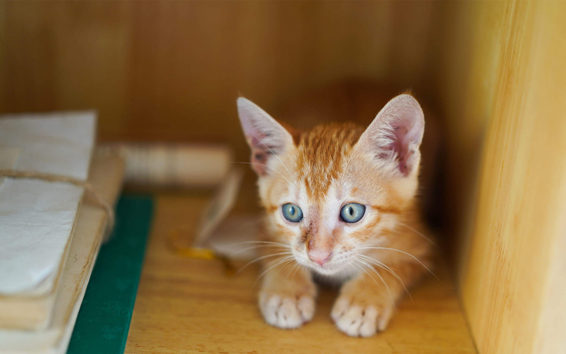 高清超可爱萌宠小奶猫图片高清电脑壁纸图片