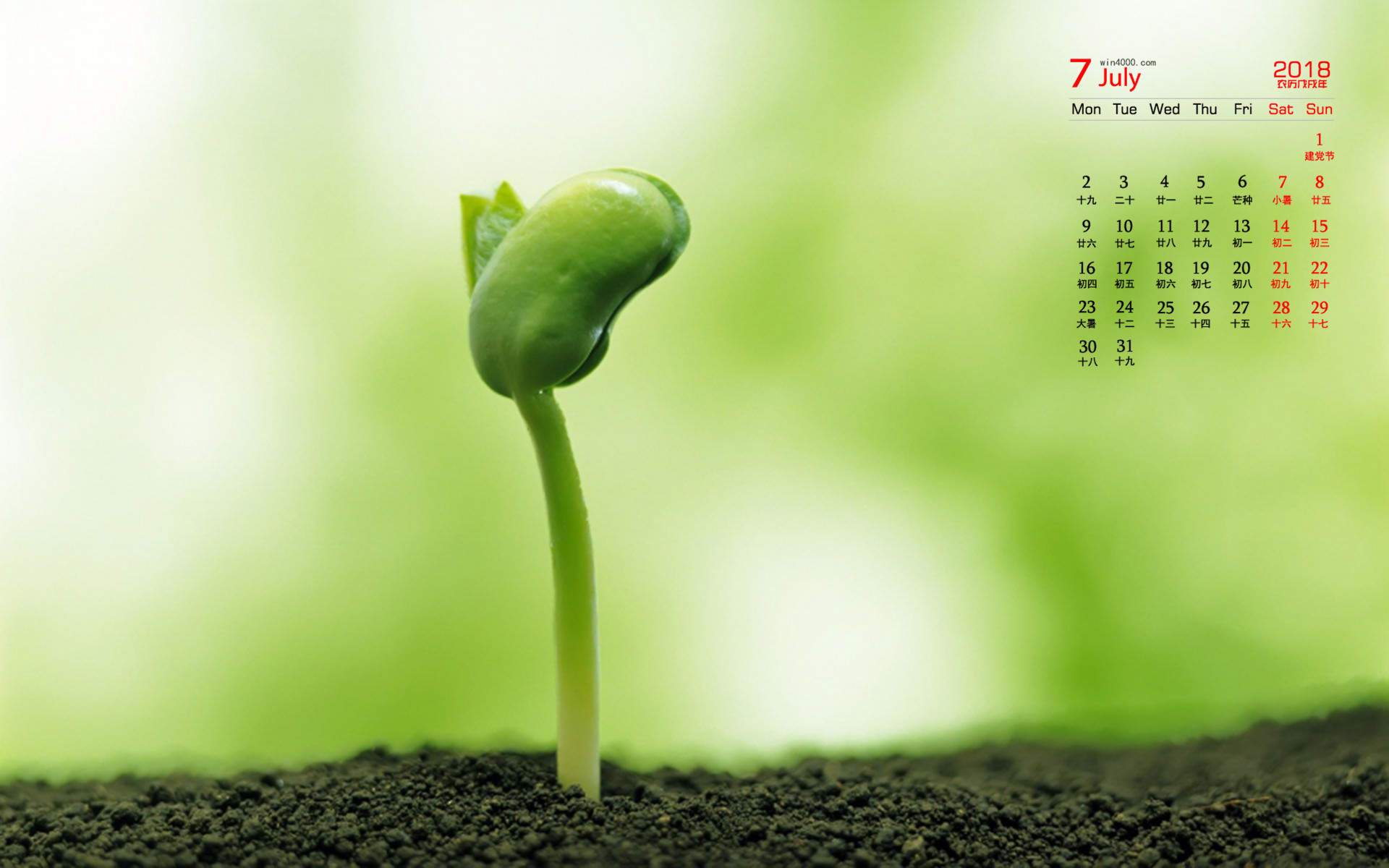 小清新植物嫩芽图片桌面壁纸图片