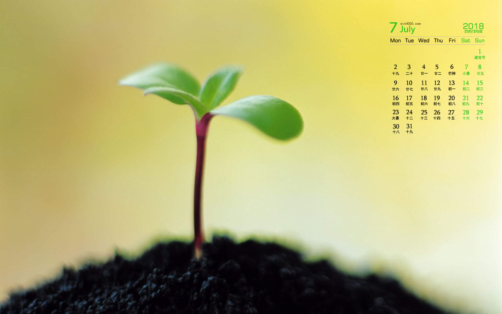 小清新植物嫩芽图片桌面壁纸图片