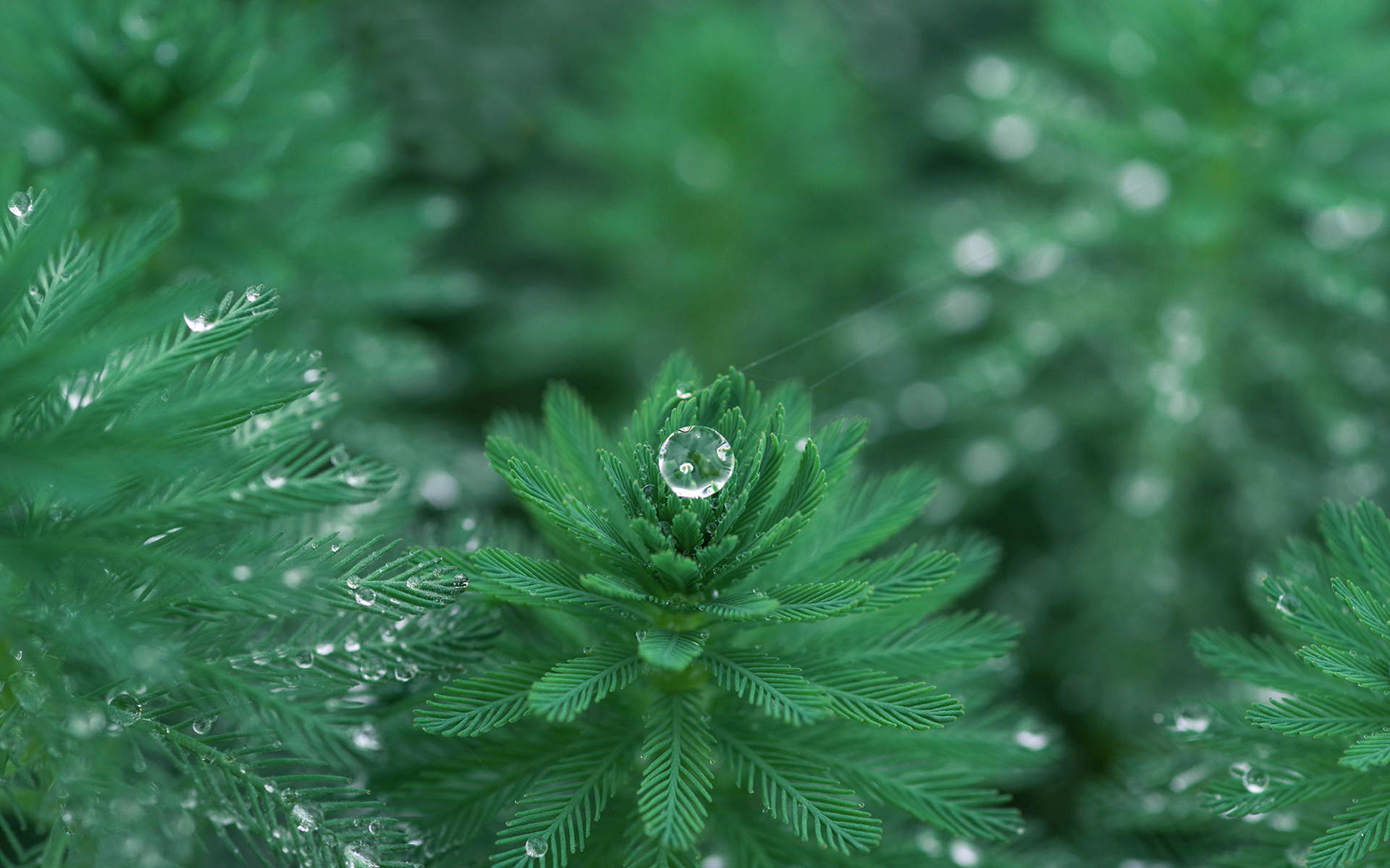 荷花图片图片