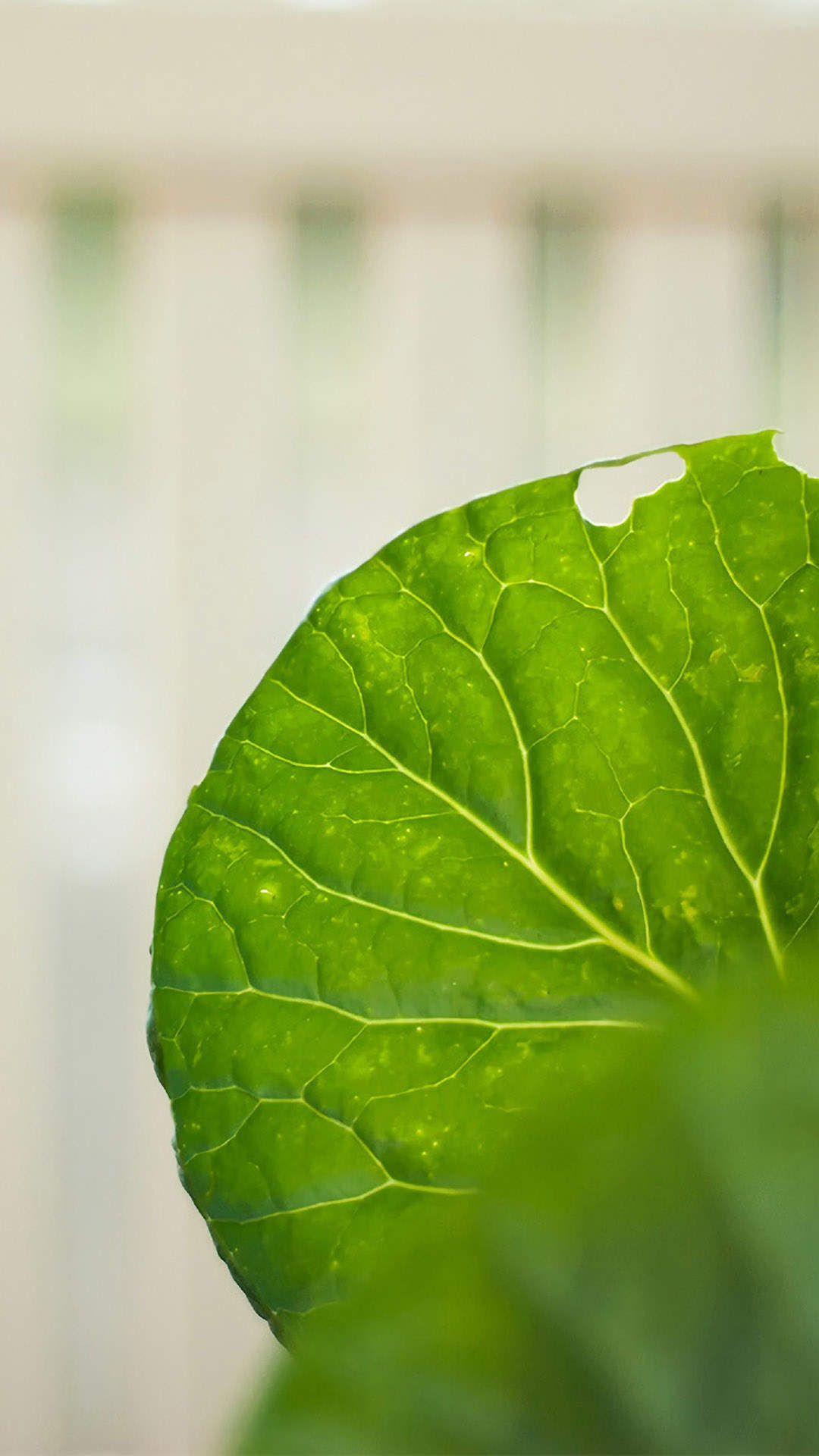 超清护眼绿色植物图片手机壁纸图片