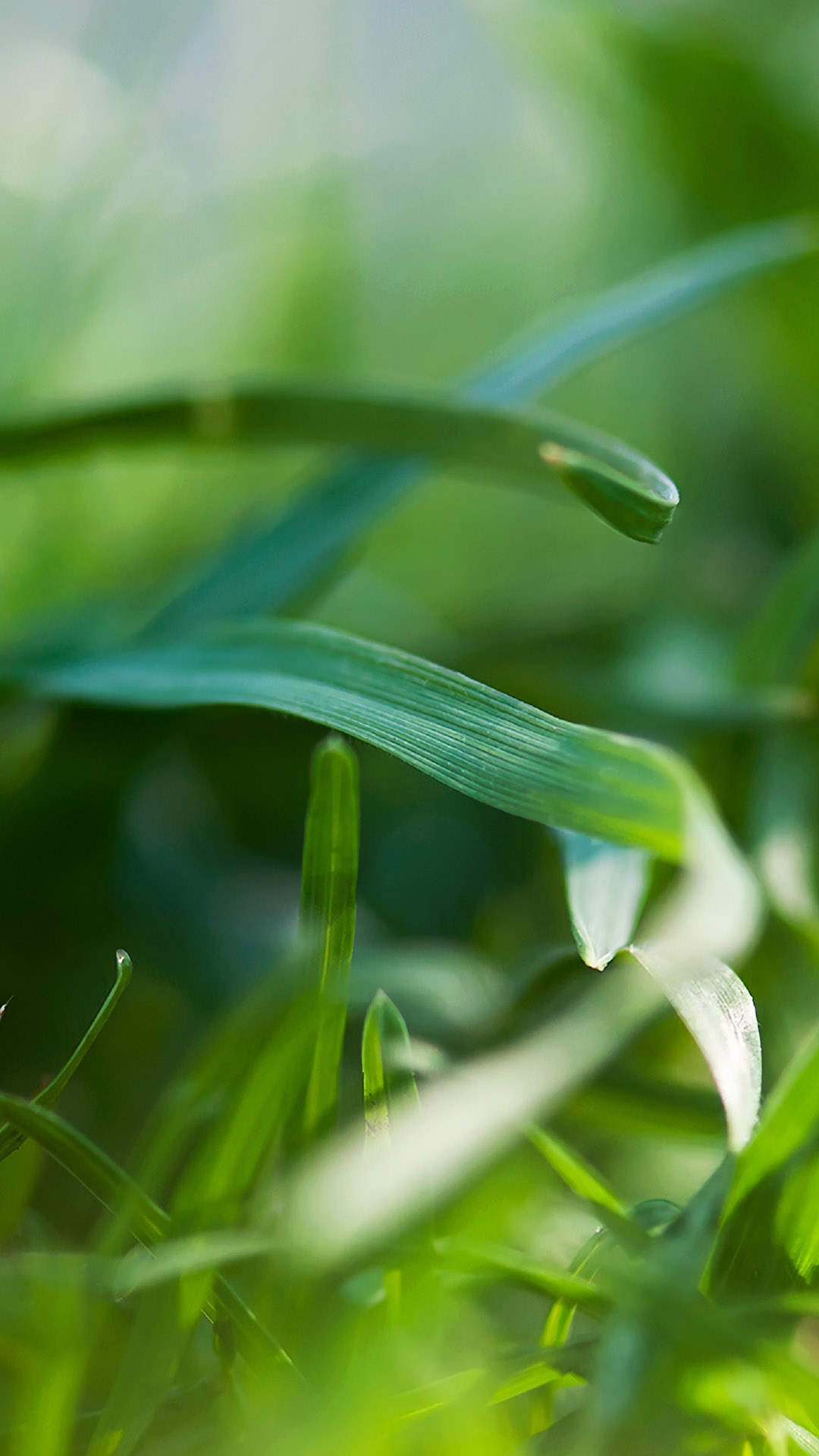 绿色植物图片