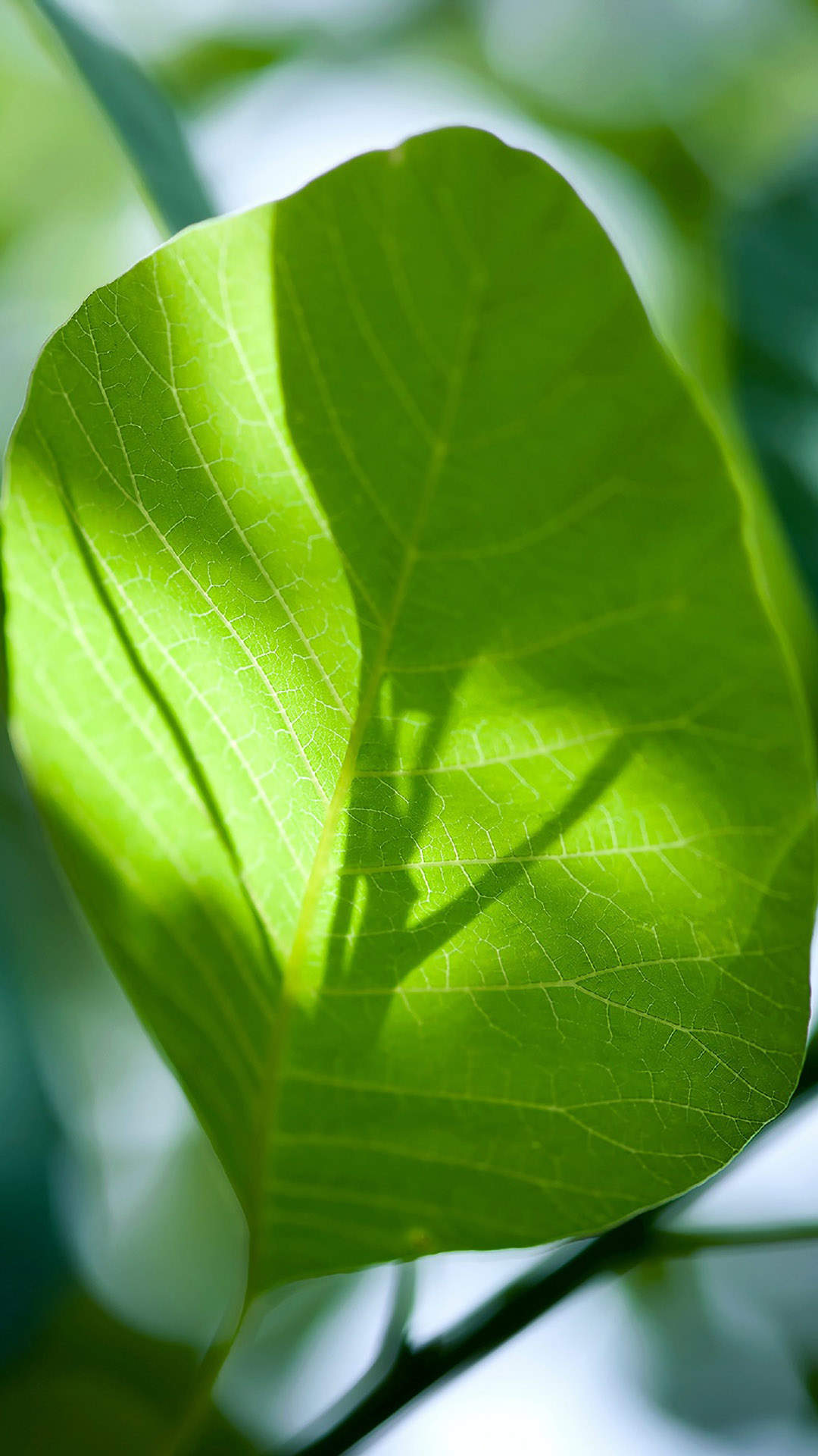 超清护眼绿色植物图片手机壁纸图片